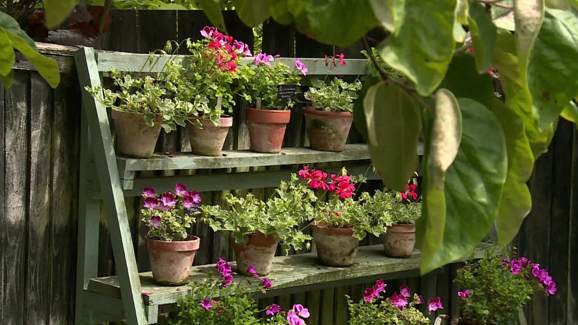 Video: Platzprobleme? Pflanztipps für kleine Gärten