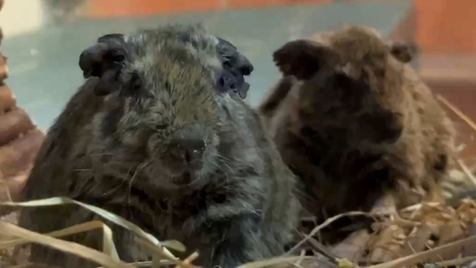 Pet looking for a home: Degus hope for a new home at Ingolstadt Animal Shelter