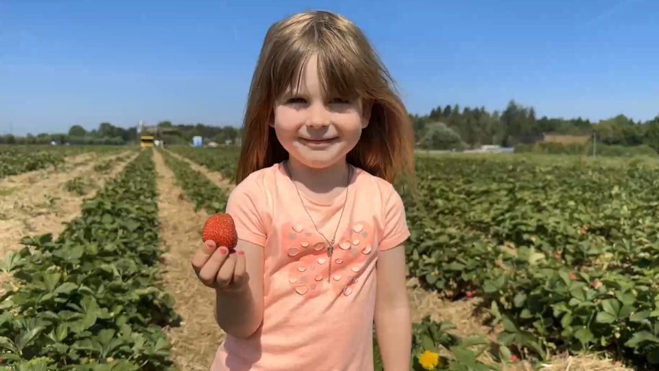 Visiting a Strawberry Field in Dörndorf