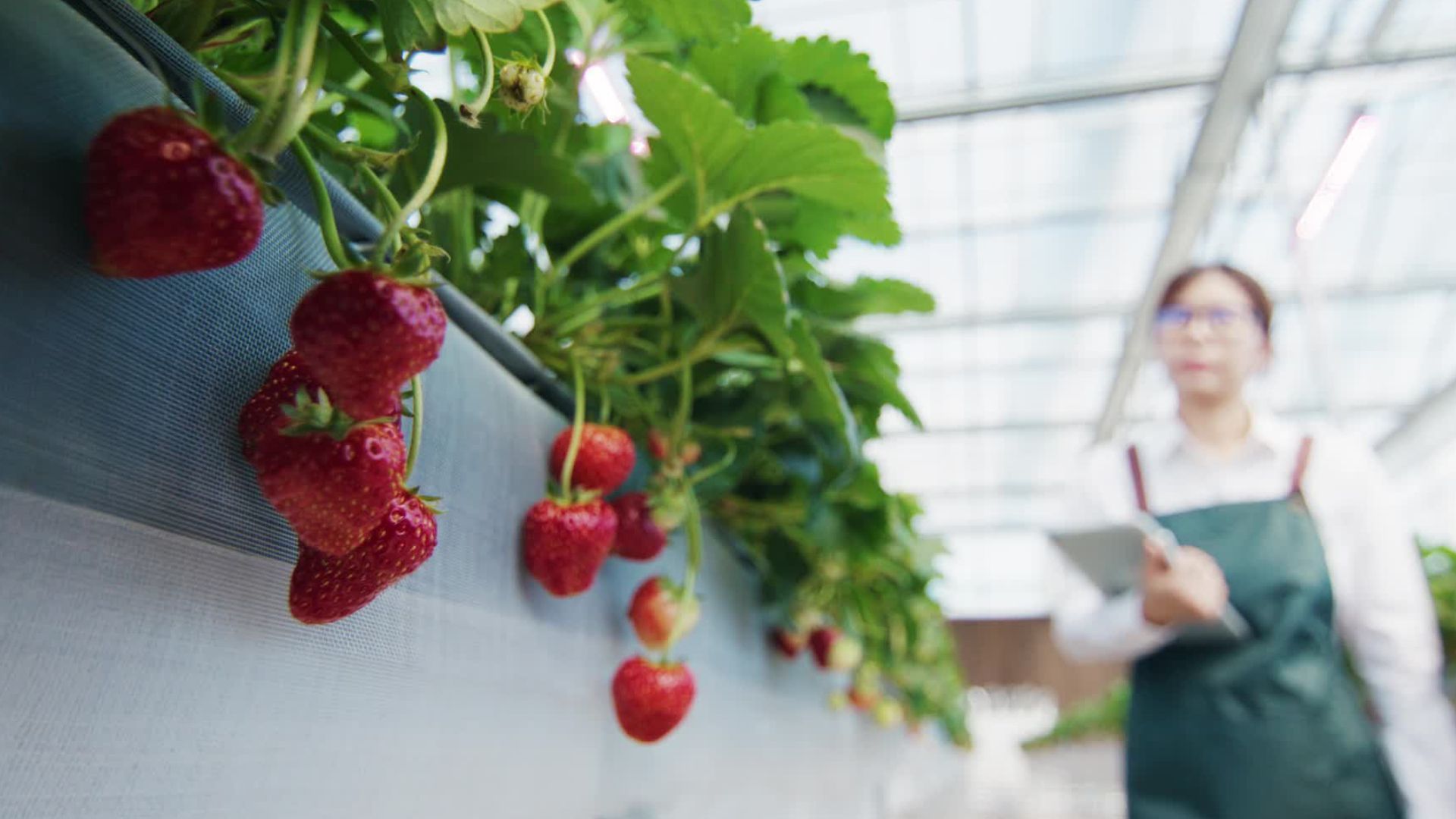 Video: Stiftung Warentest (07/2025): Wie belastet sind Erdbeeren im Handel?
