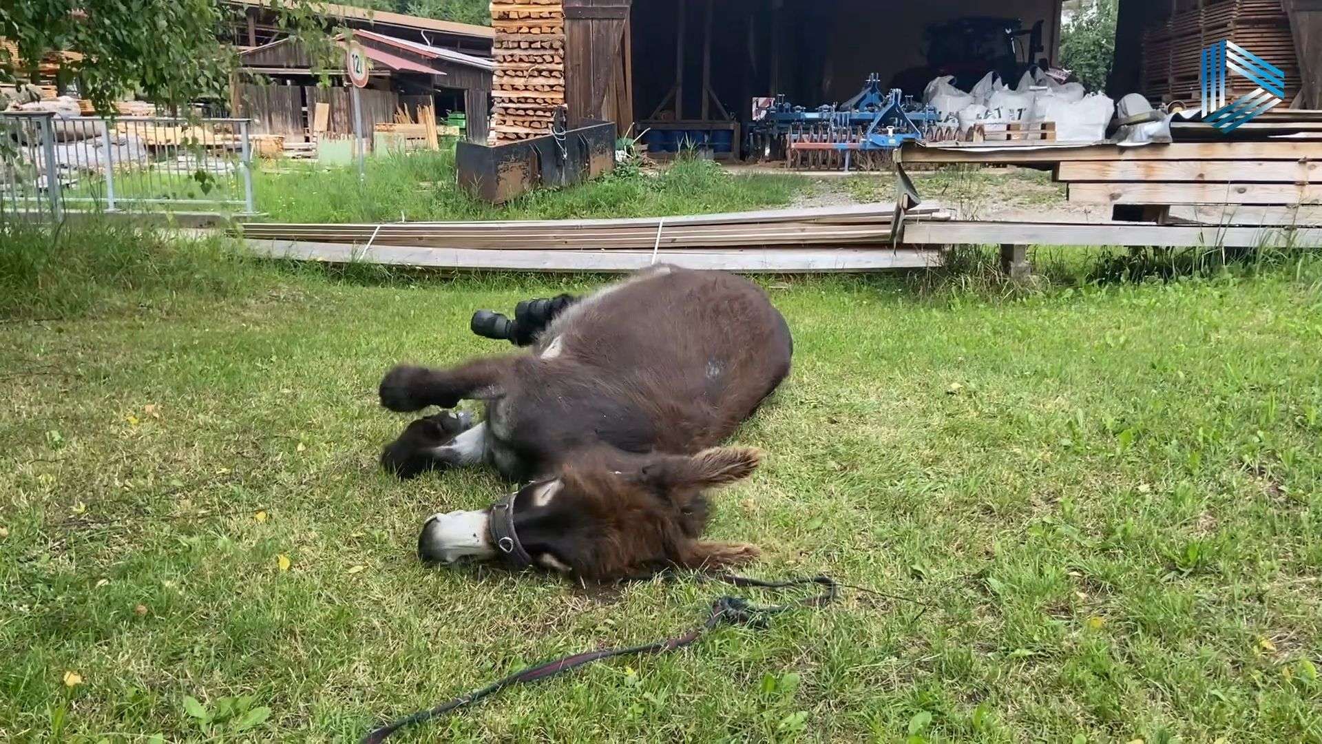 Video: Mit dem Esel von der Schwäbischen Alb bis nach Österreich