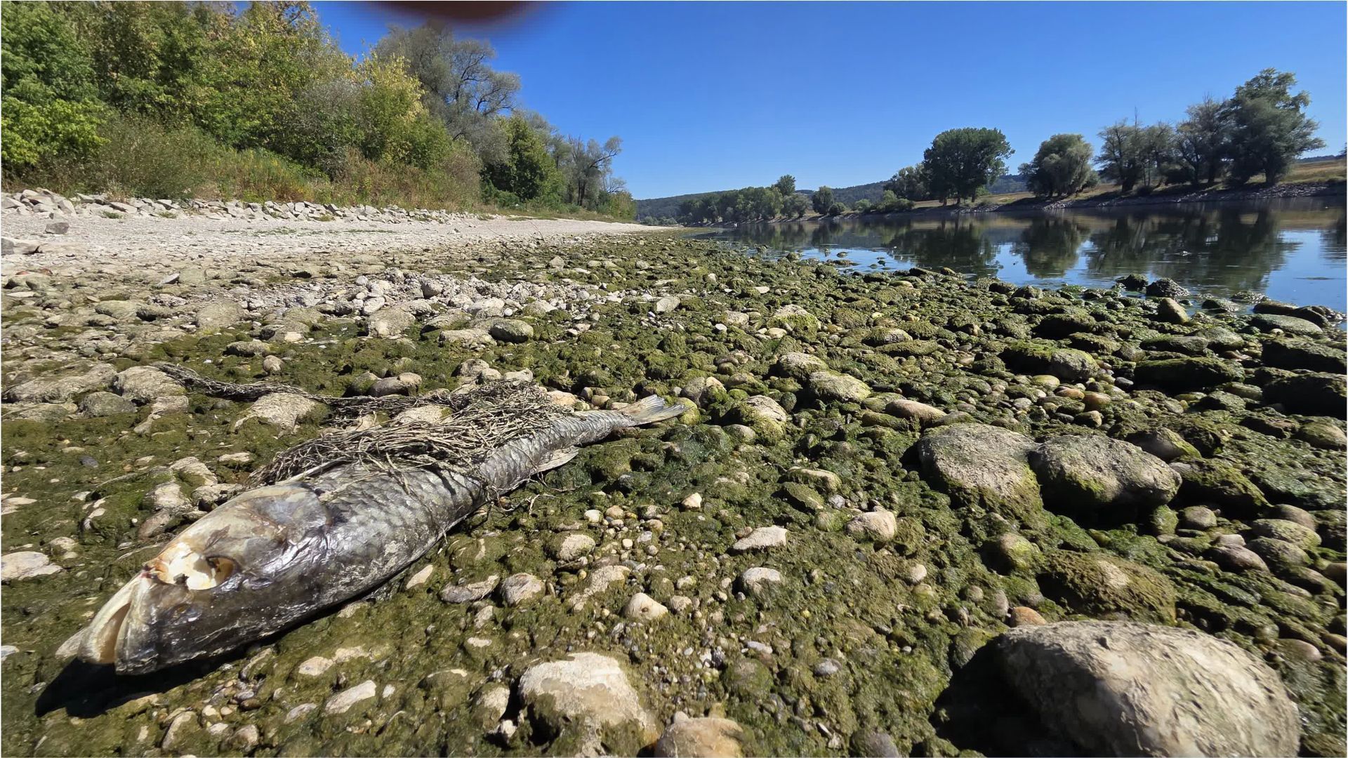 Video: Donau auf historischem Tiefststand