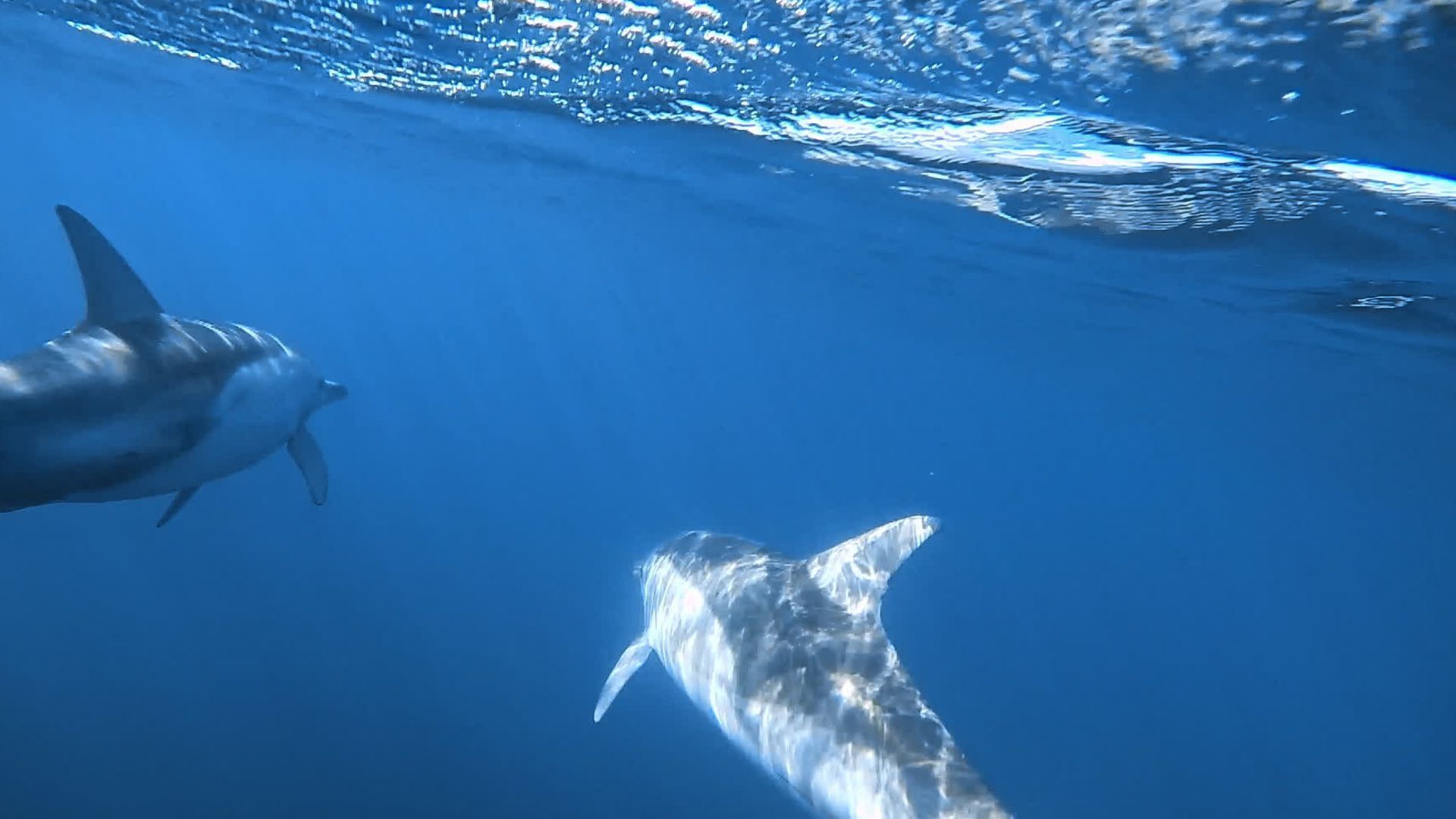 Video: Die 10 schlausten Tiere der Welt