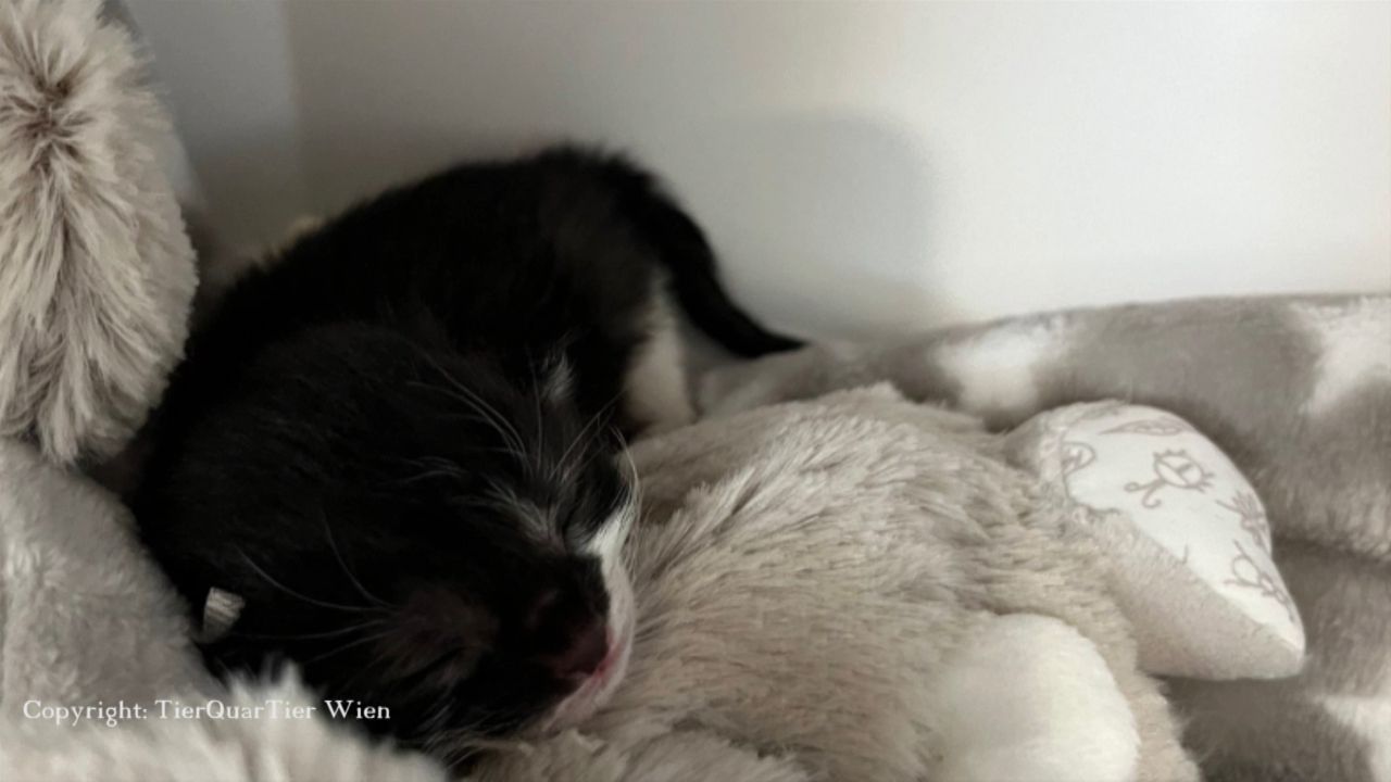 Grausamer Fund in Simmering - Drei neugeborene Kätzchen im Müllraum entsorgt