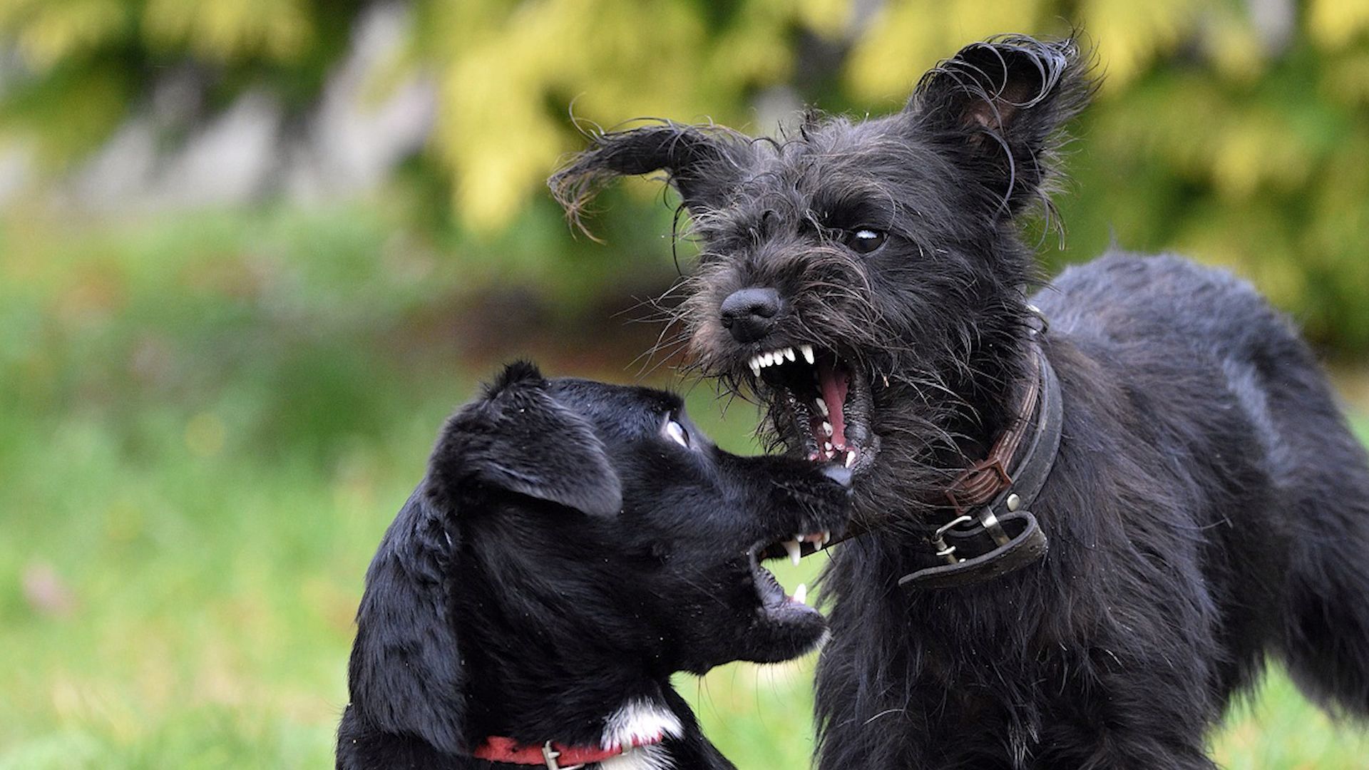Mysteriöses "Werwolf-Syndrom" bei Hunden