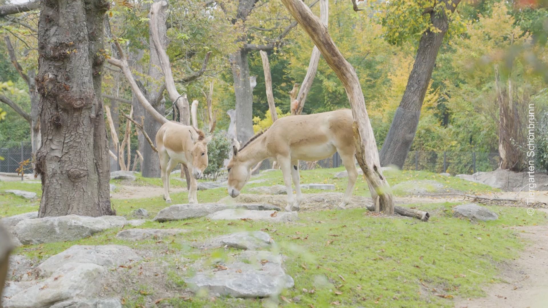 Video: Wildesel mit Weltgeschichte – Onager erstmals in Schönbrunn