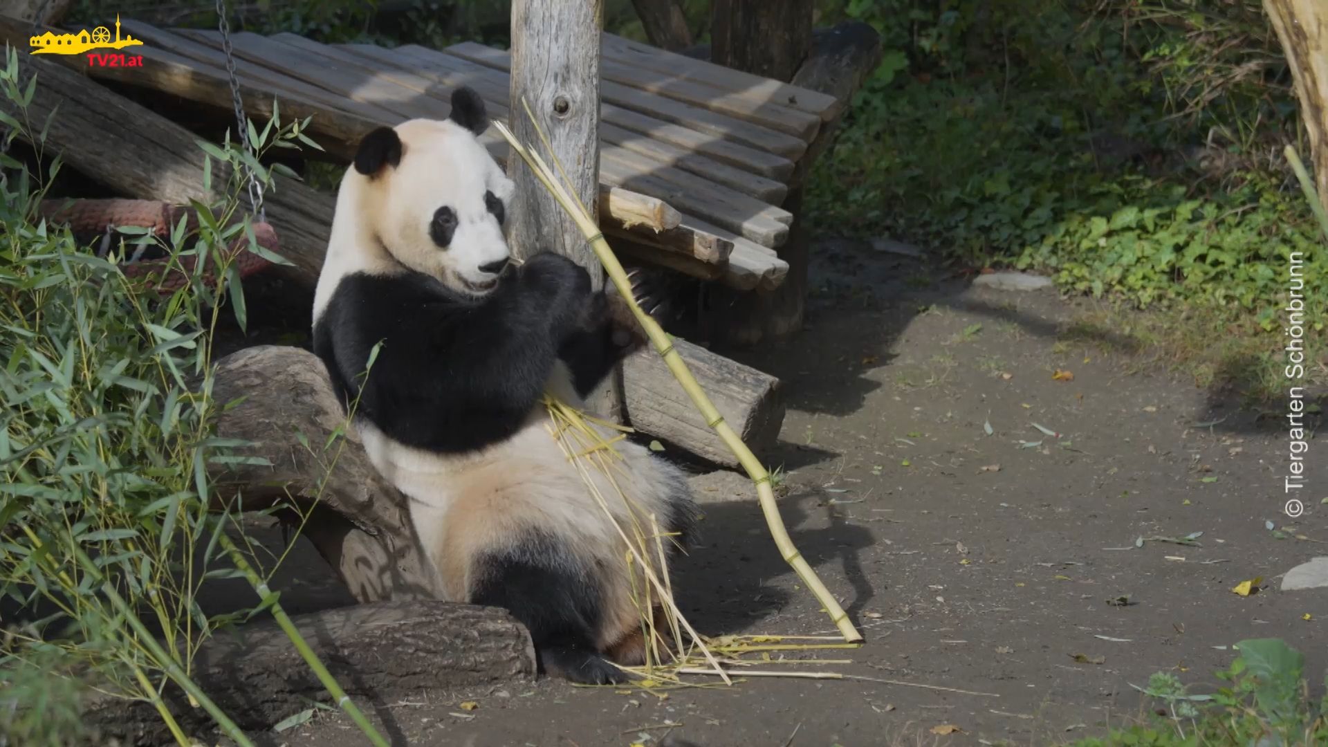 “PANDAstic Experience” at Schönbrunn Zoo Exclusive Morning Tour with the Giant Pandas