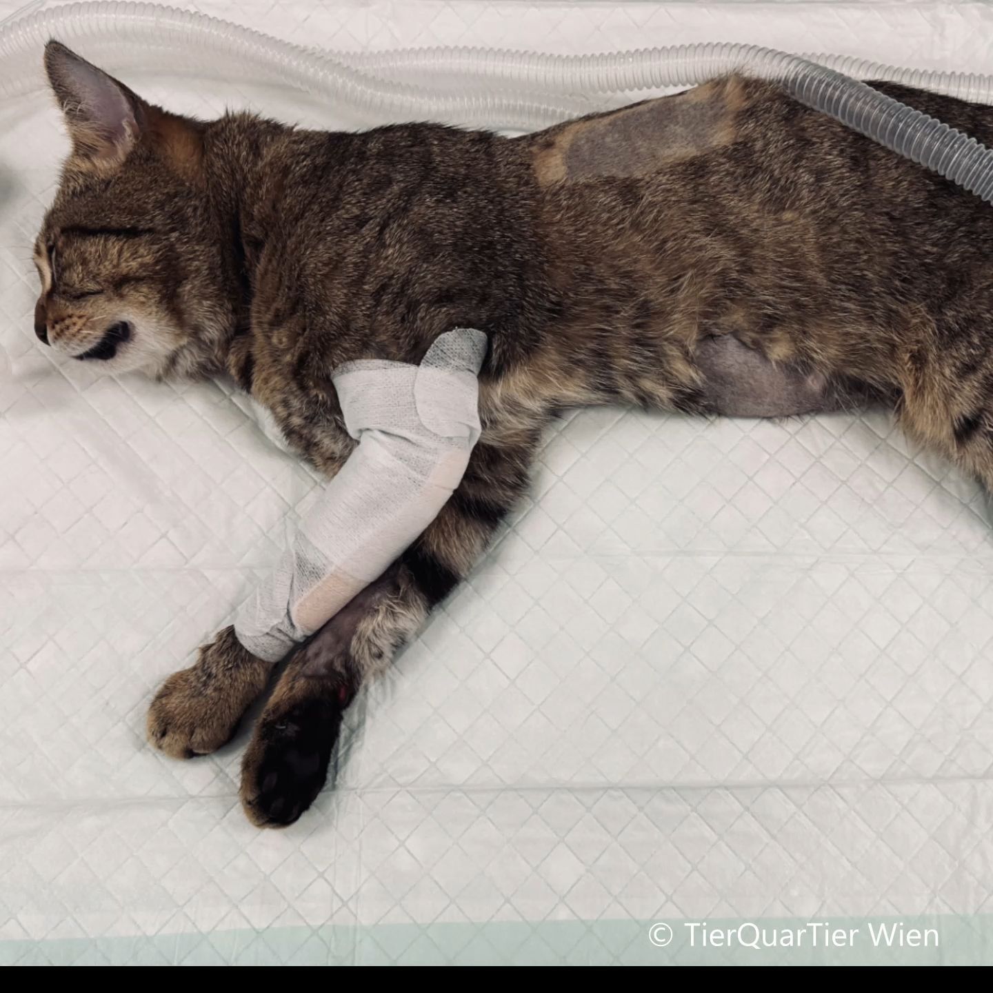 Video: Ausgesetzt statt gerettet: Schwer verletzter Kater Frankie vor Kirche zurückgelassen