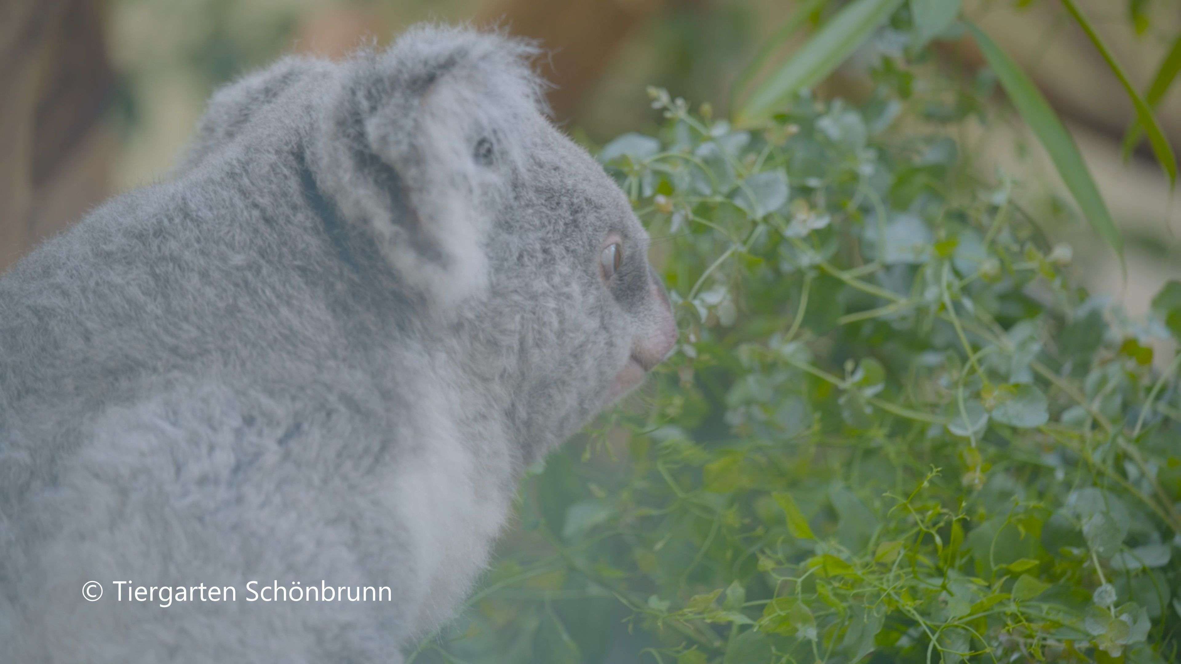 Video: Kurze Wege statt weiter Reise: Steirischer Eukalyptus für Schönbrunns Koalas