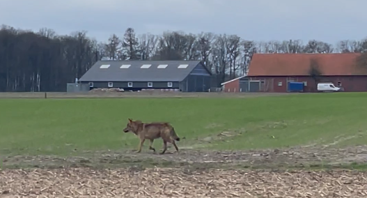 Verdacht: Wolf in Telgter Baugebiet unterwegs