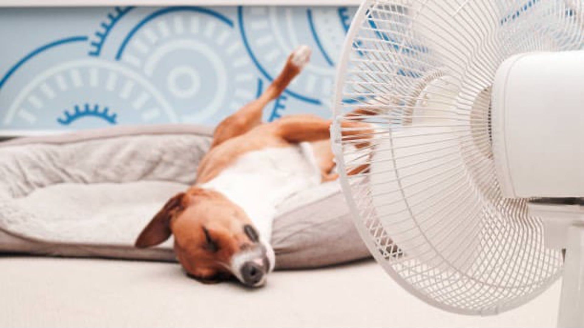 How to Cool Down Your Dog: Tips for Preventing Heatstroke