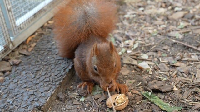 Video: 5 Tipps im Umgang mit Eichhörnchen: So helfen Sie im Herbst