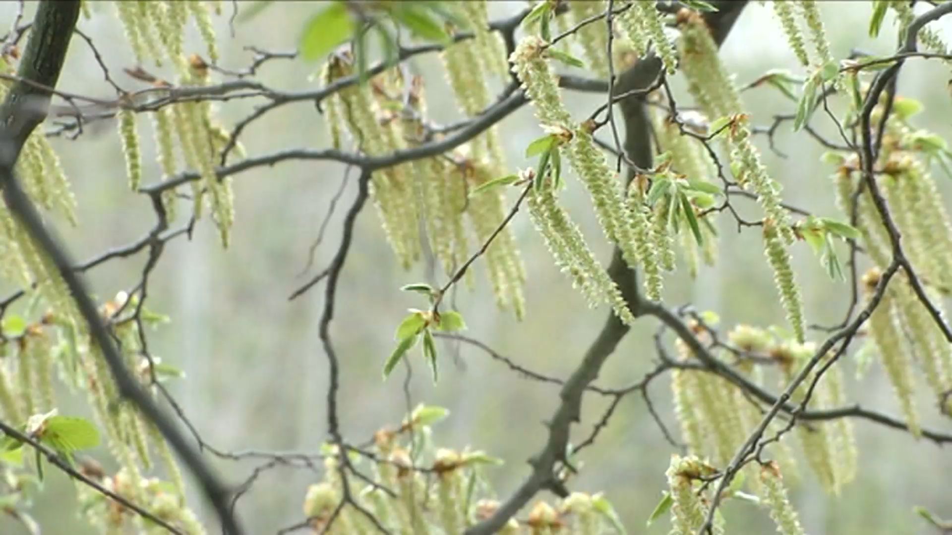 Wegen milder Temperaturen: Allergien treten früher und ausgeprägter auf