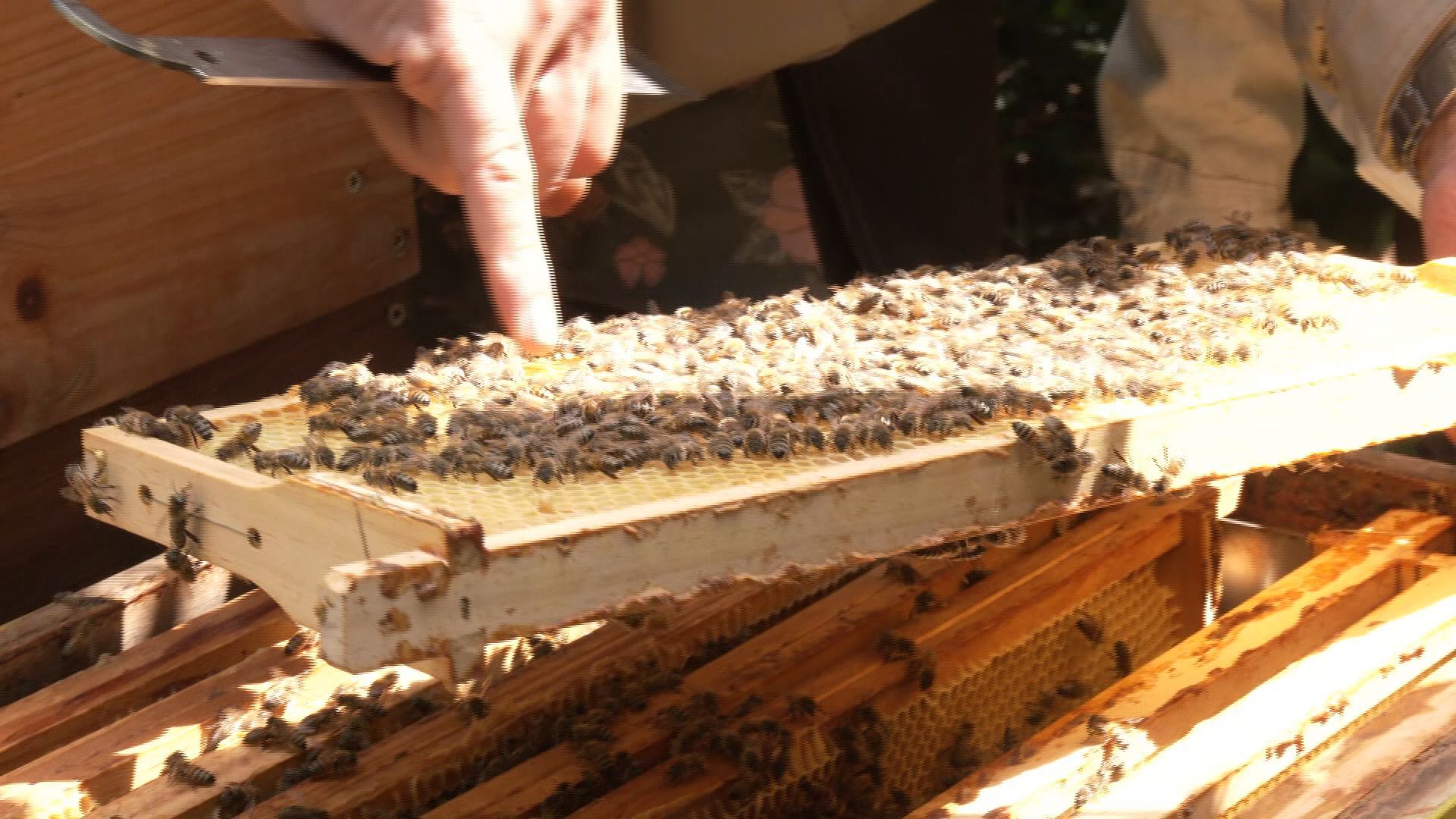 Der Weg zum Honig: Einblicke ins Imkerhandwerk