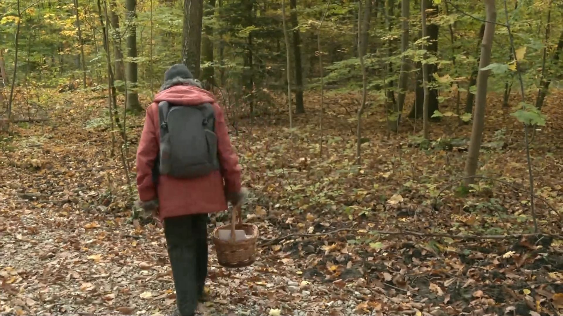 Edible or poisonous? Mushroom consultant clarifies myths