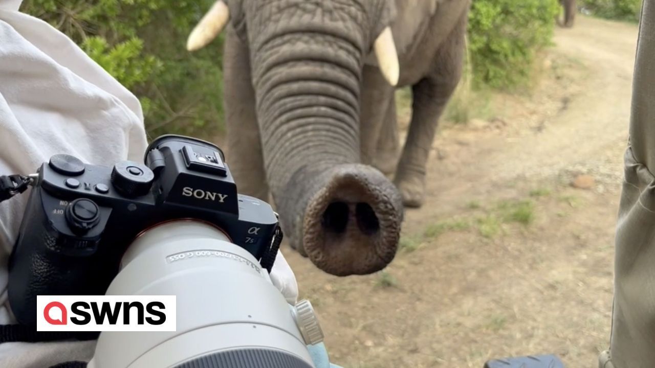 Elefanten umzingeln das Fahrzeug der Touristen, einer schnüffelt mit seinem Rüssel an der Kamera
