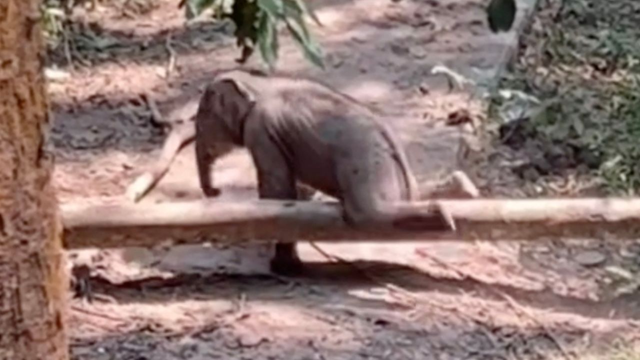 Elefantenbaby versucht, seiner Mutter zu folgen und stolpert über einen umgestürzten Baum