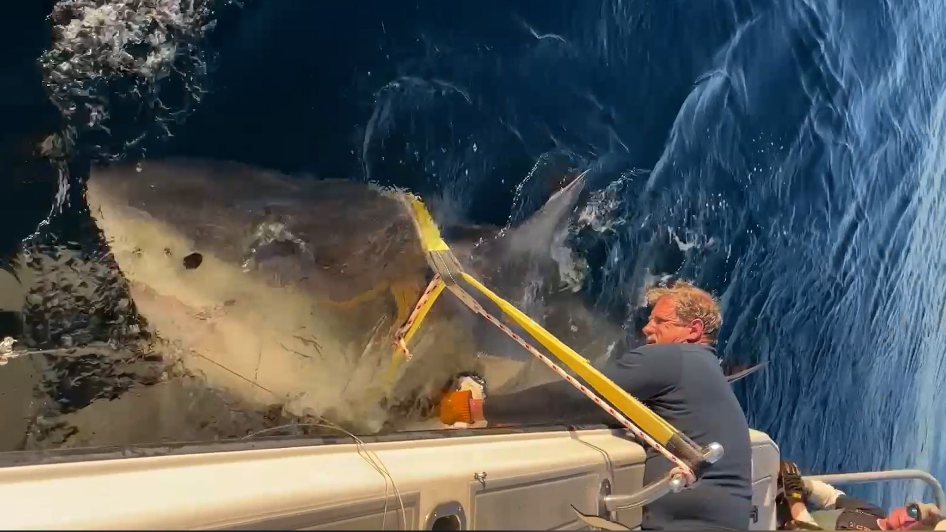 Video: „Monster“-Weißer Hai mit einer Länge von 4,27 m schwimmt entlang der Küste eines beliebten Urlaubsortes