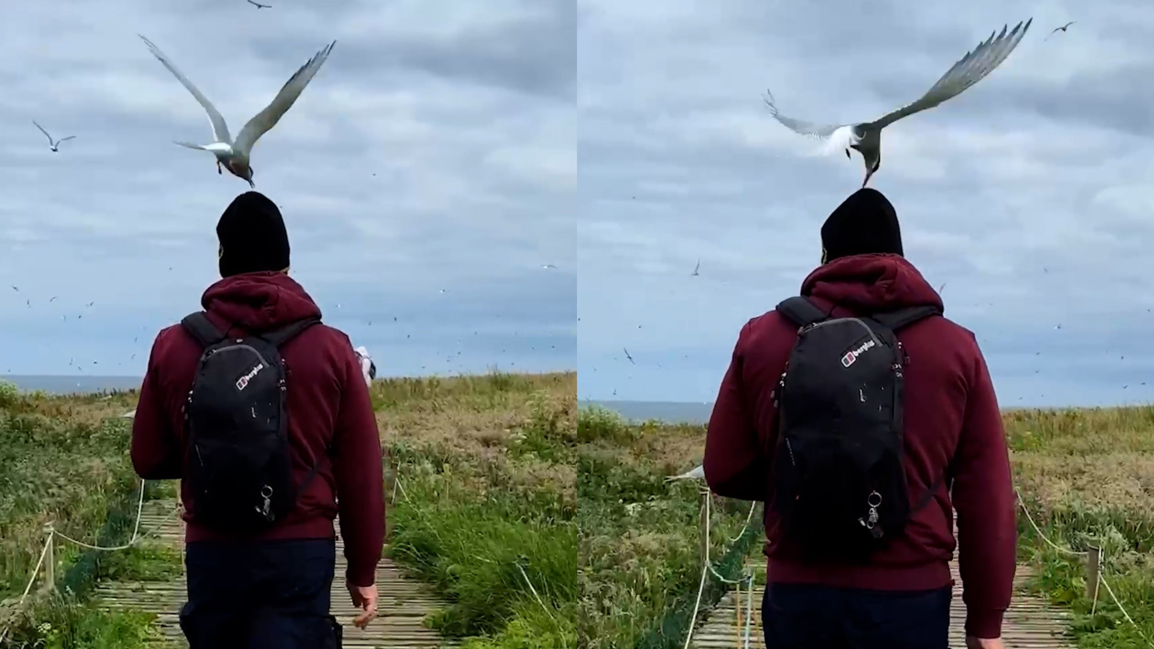 Video: Mann wurde 20 Mal von Seevögeln auf den Kopf gepickt während Besuch auf den Farne Islands