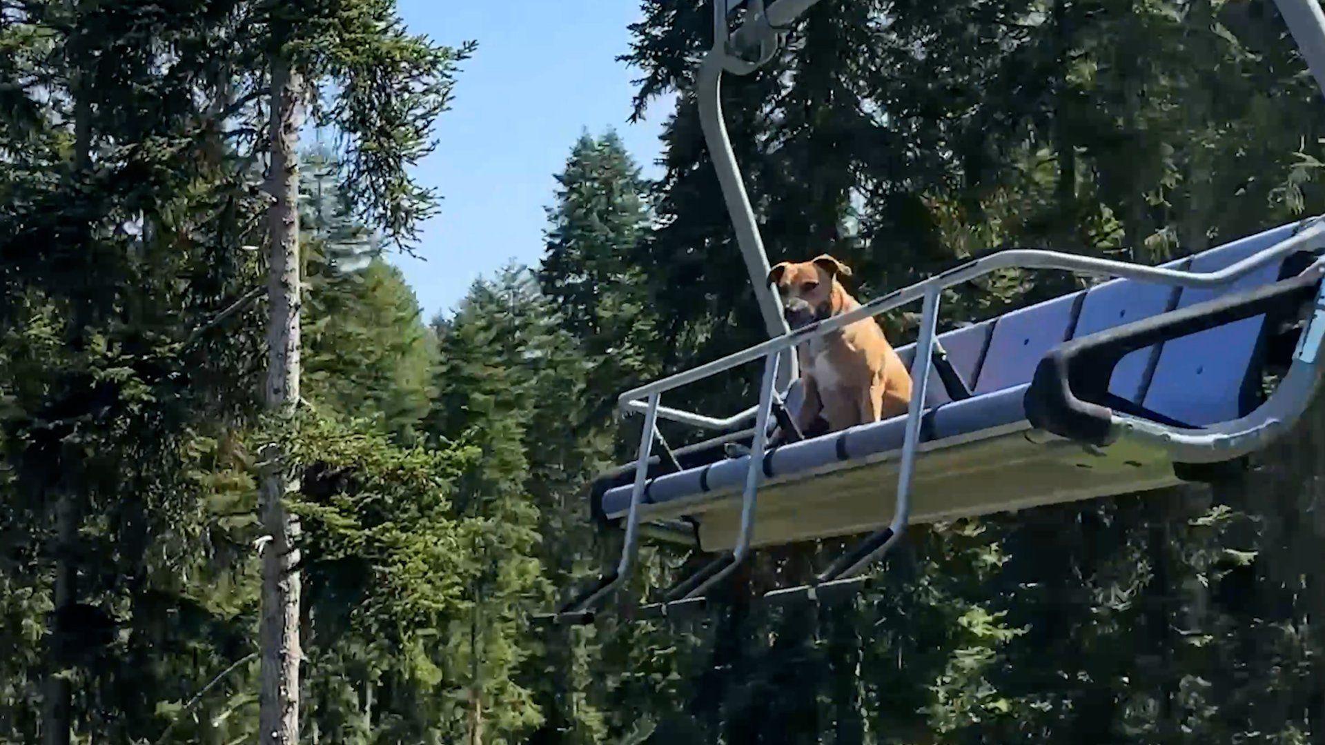 Hund allein auf Skilift gesichtet