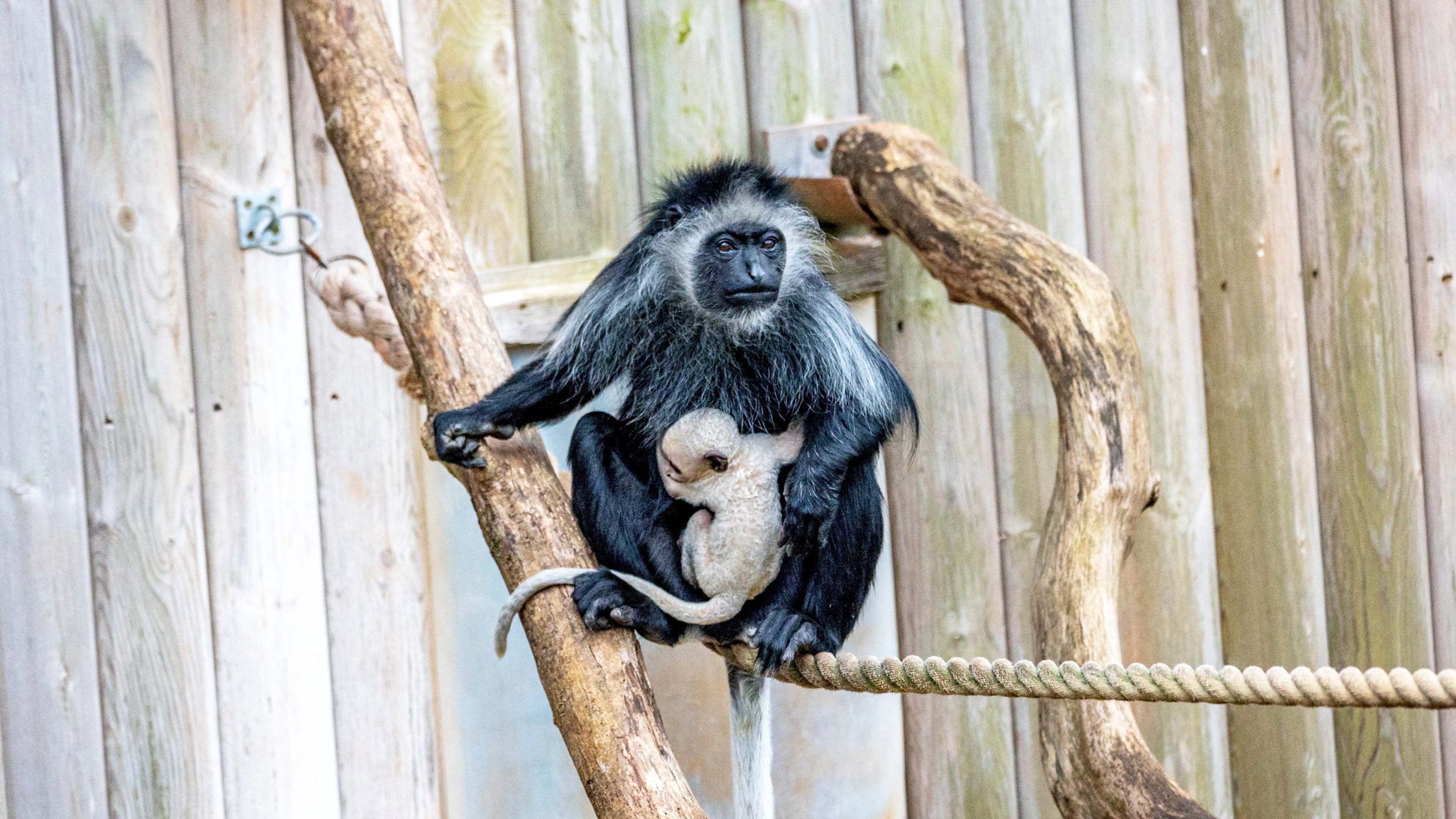Video: Seltener und gefährdeter weißer Affe wurde in einem Zoo geboren
