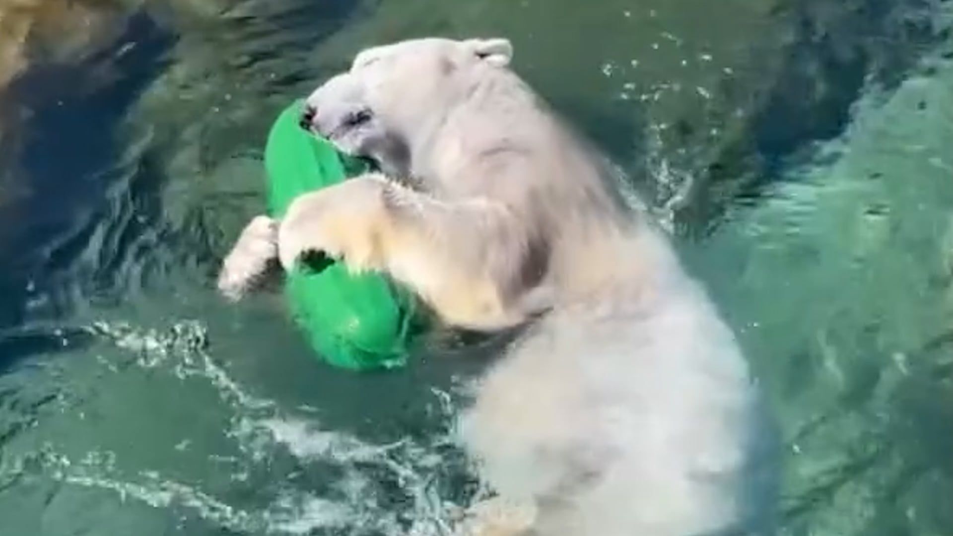 Video: Koda, der Eisbär, spielt mit Gurke