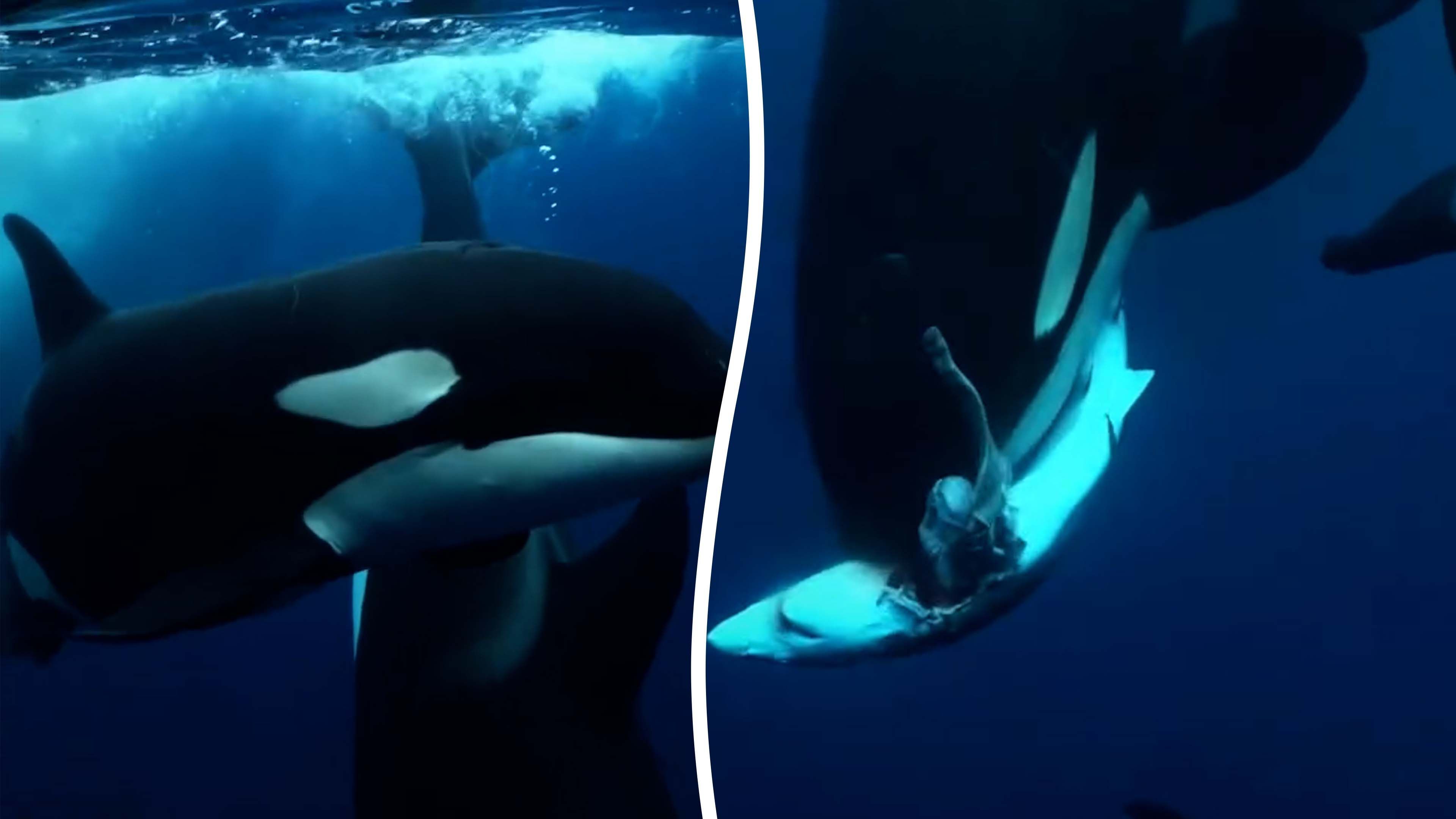 Video: Orcas wurden bei einer seltenen Begegnung im Meer dabei gefilmt, wie sie einen Hai fressen