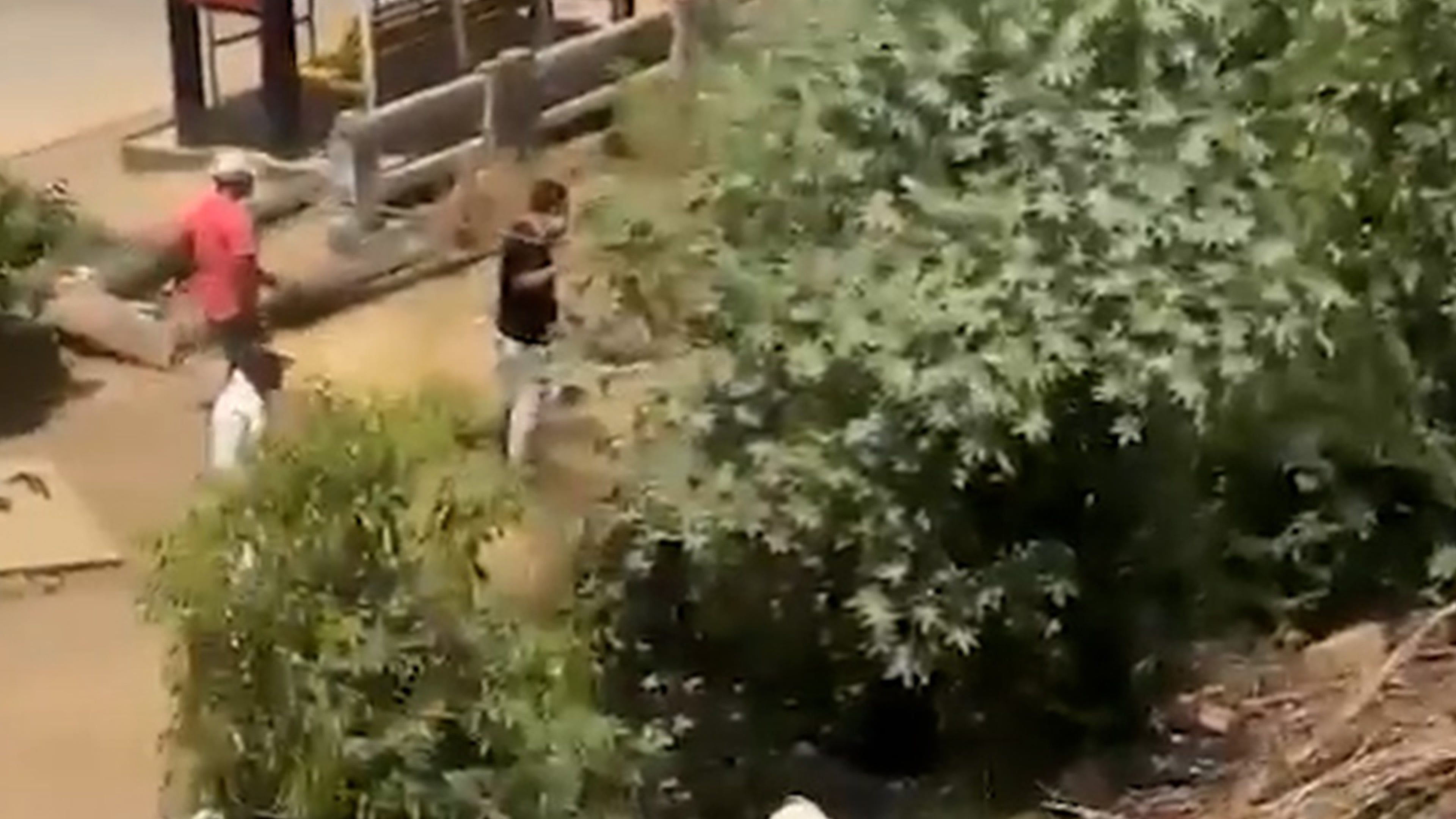 Video: Schockmoment: Leopard greift Forstarbeiter an, nachdem er vier Dorfbewohner verletzt hat