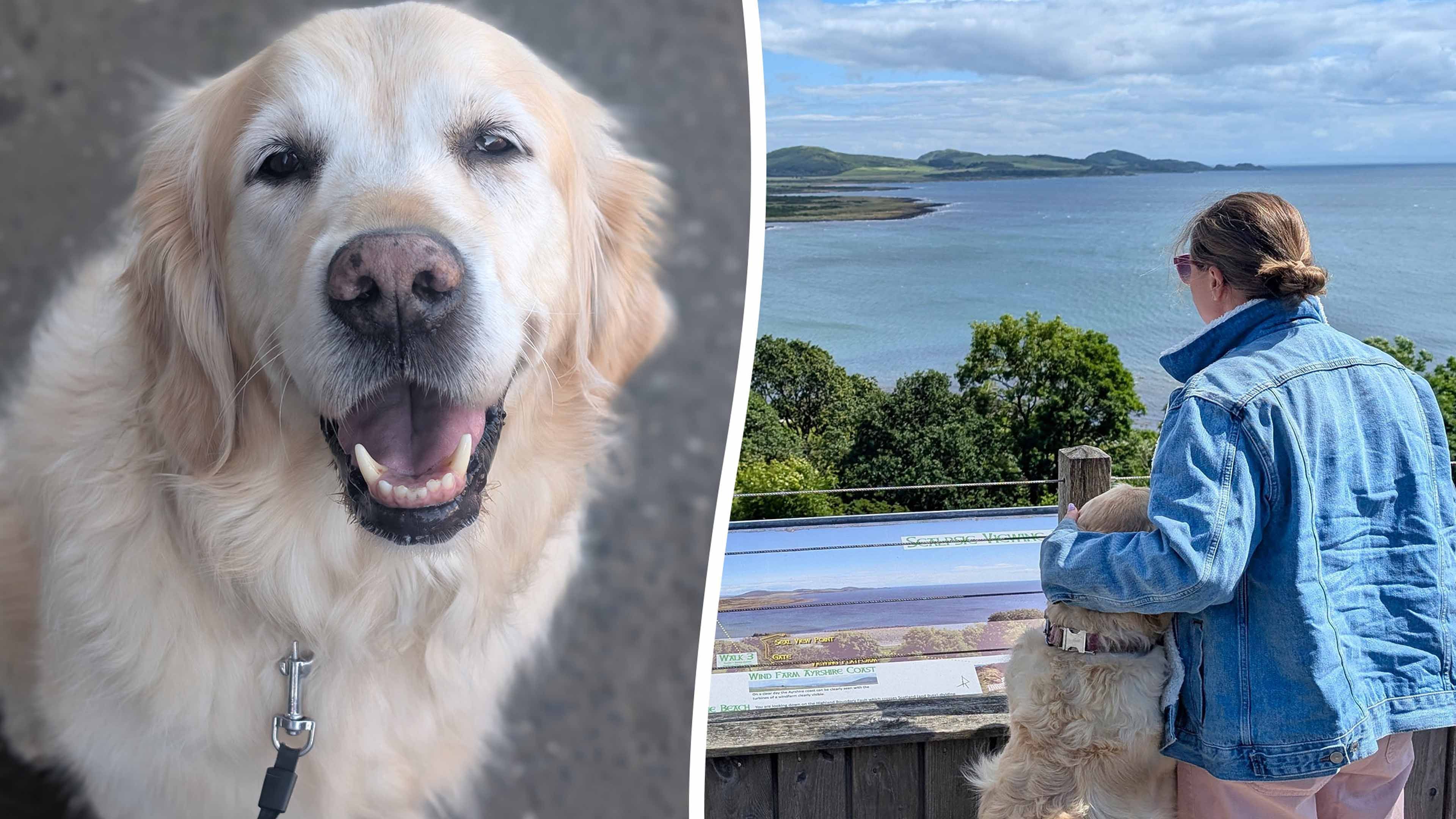 Video: Hund "muht" statt bellt und trifft beim Spaziergang gerne Kühe