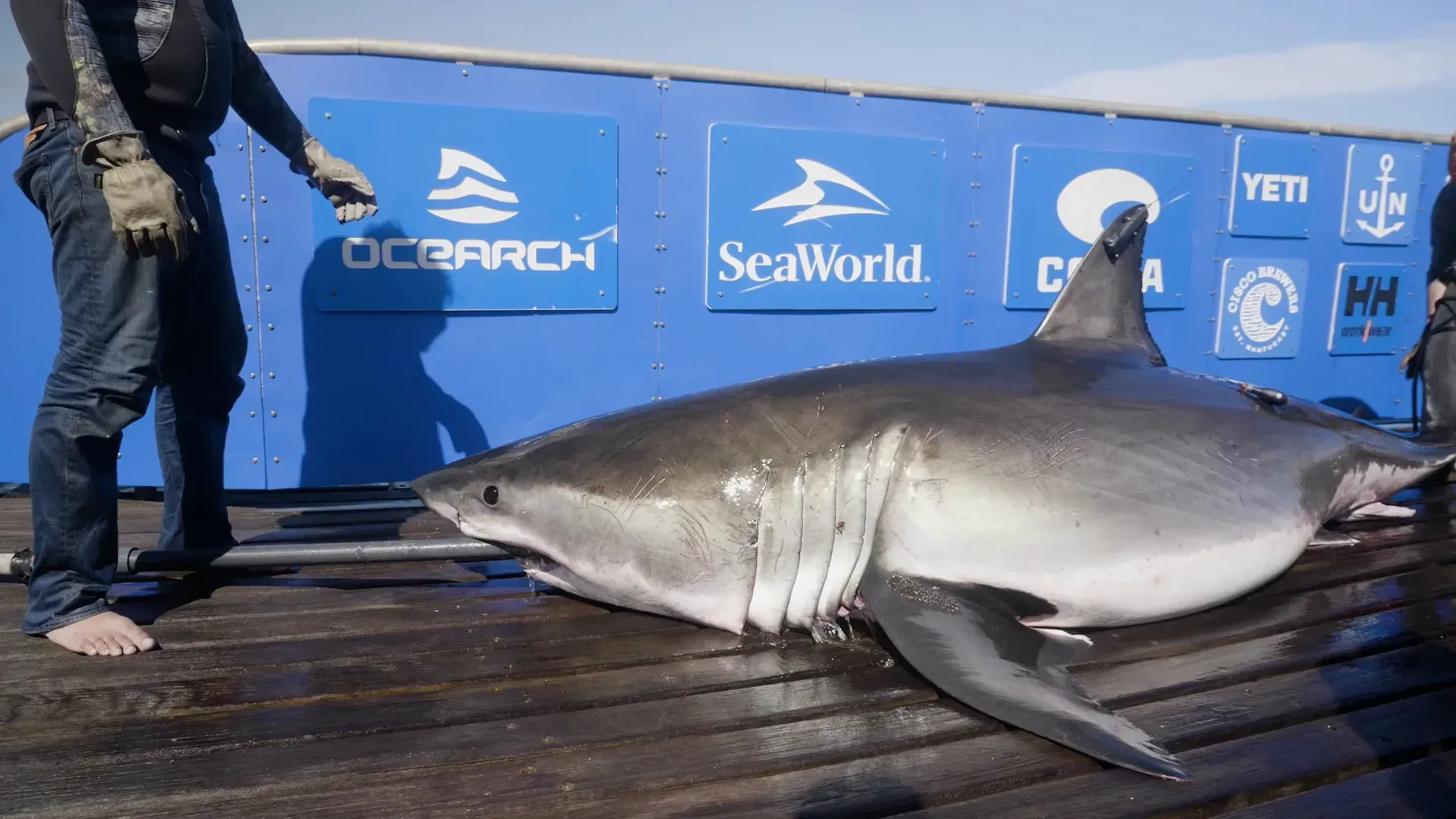 Video: Ein 635 Kilogramm schwerer Weißer Hai verblüfft Wissenschaftler in Florida
