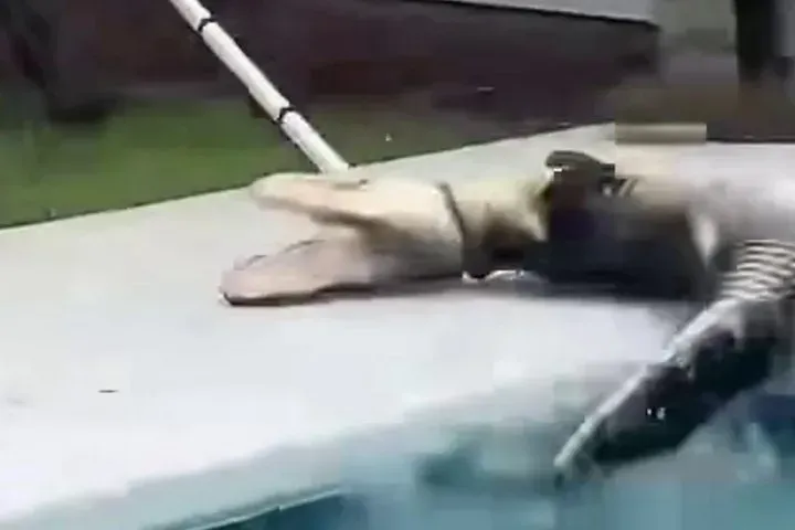 Video: Polizei fängt einen zwei Meter großen Alligator ein, der in einem Wohnpool gefunden wurde