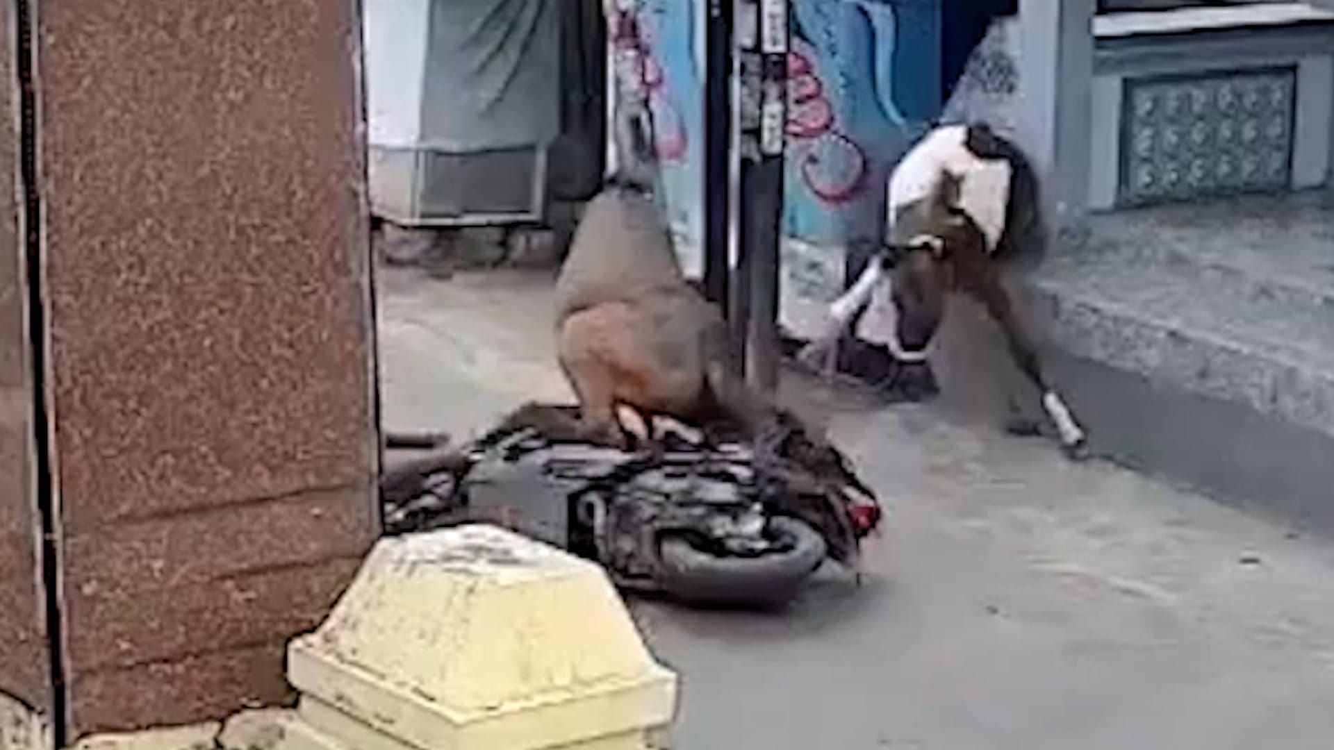 Video: Entlaufenes Pferd stößt Motorradfahrerin vom Roller