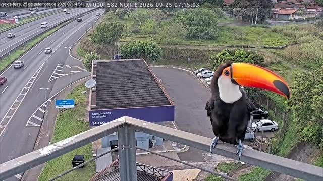 Video: Tukan posiert in Brasilien 12 Minuten lang für Autobahn-Überwachungskamera