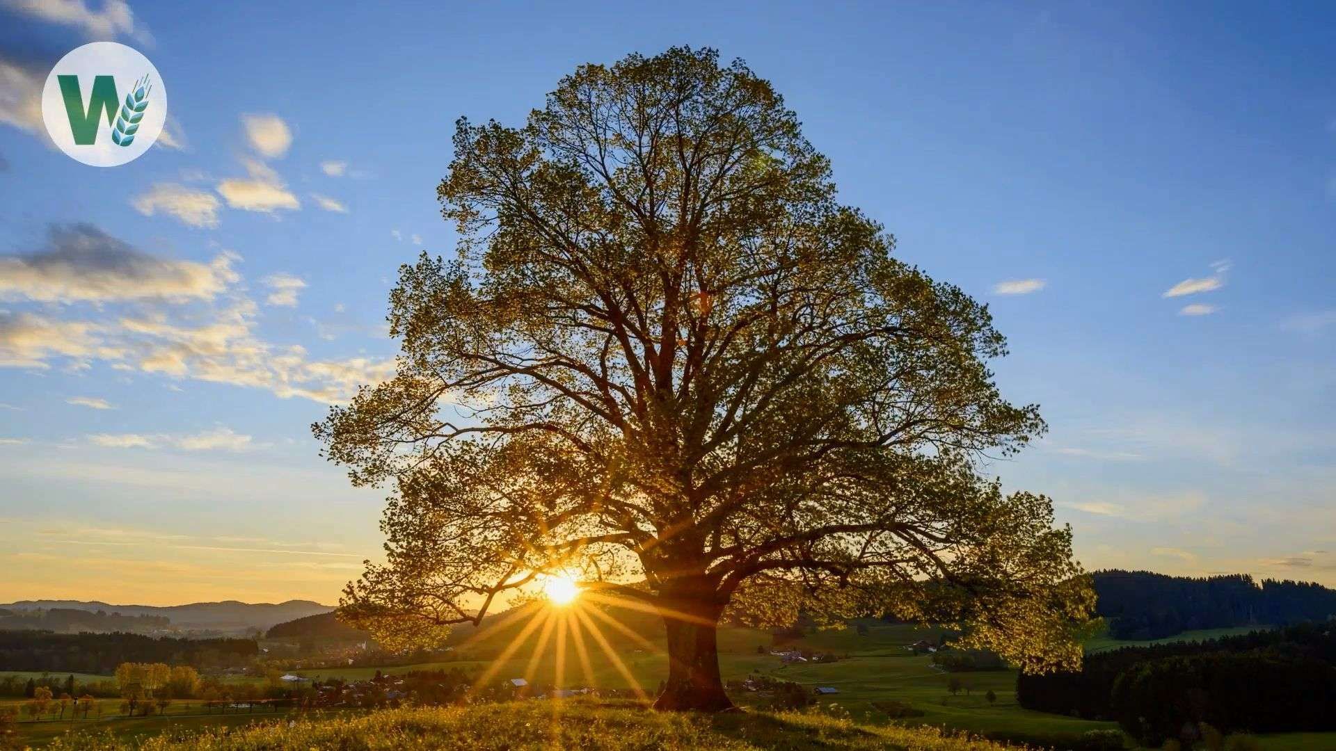 The Lime Tree: Medicinal Plant of the Year 2025 - Help with Cough, Fever, and Stress