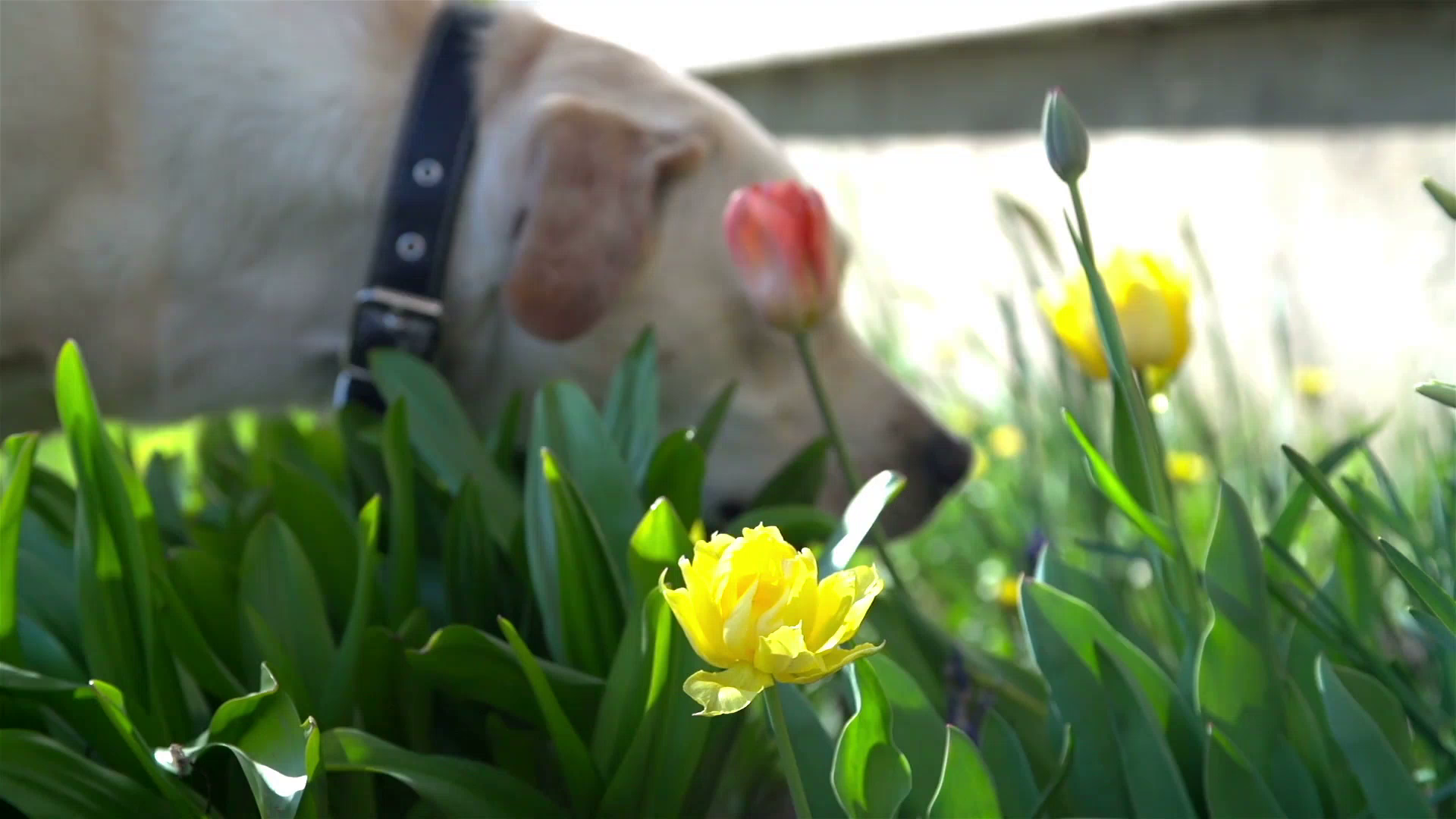 Warning in the Garden: These 7 Plants are Toxic to Dogs