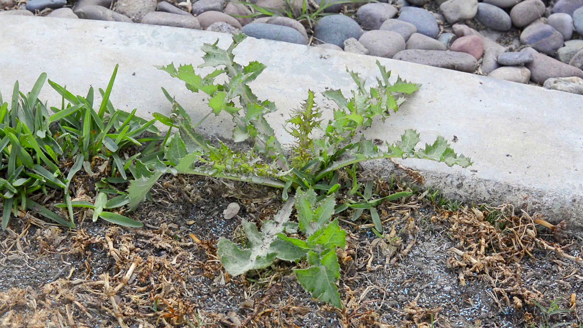 Combatting Weeds on the Farm Properly