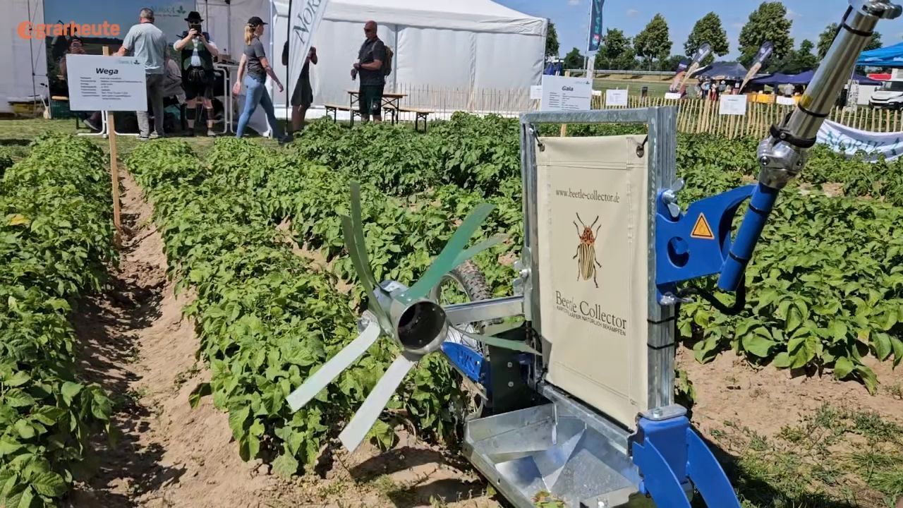 This curious device fights potato beetles without chemicals