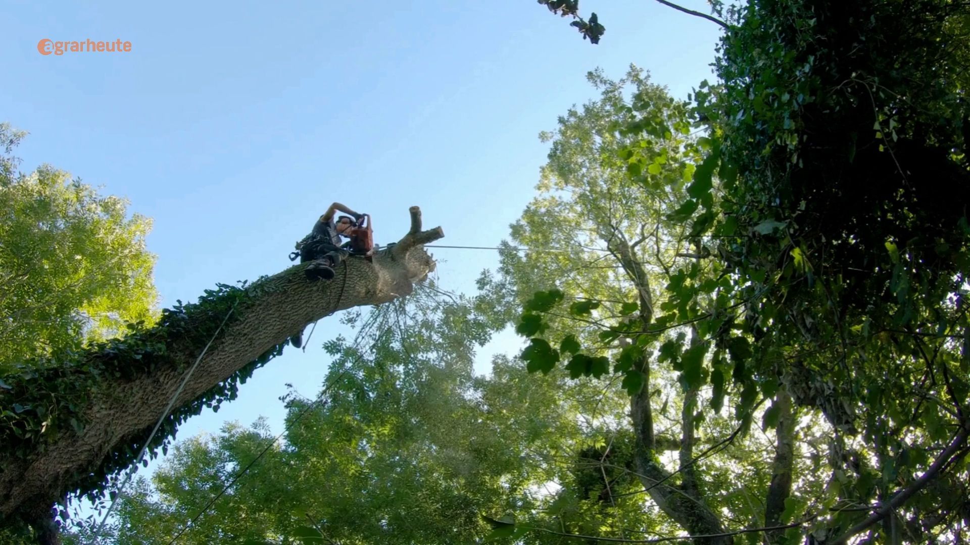 Homeowner cuts down trees on property line - Neighbor is away on vacation