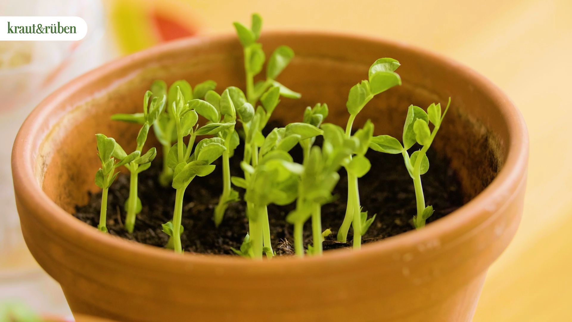 Superfood: Grow Microgreens and Sprouts Yourself