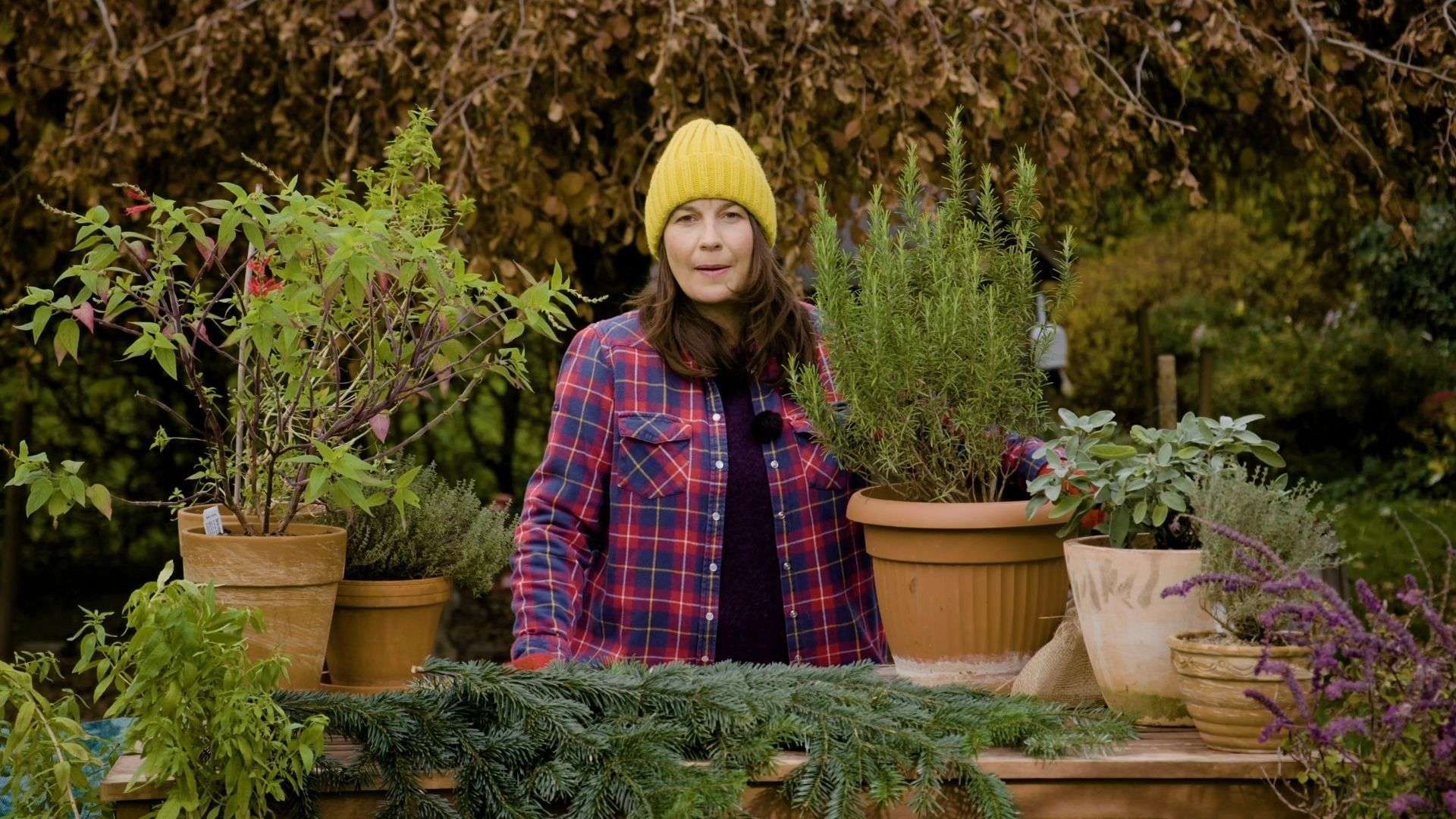 Overwintering Rosemary: Tips for Garden & Pot