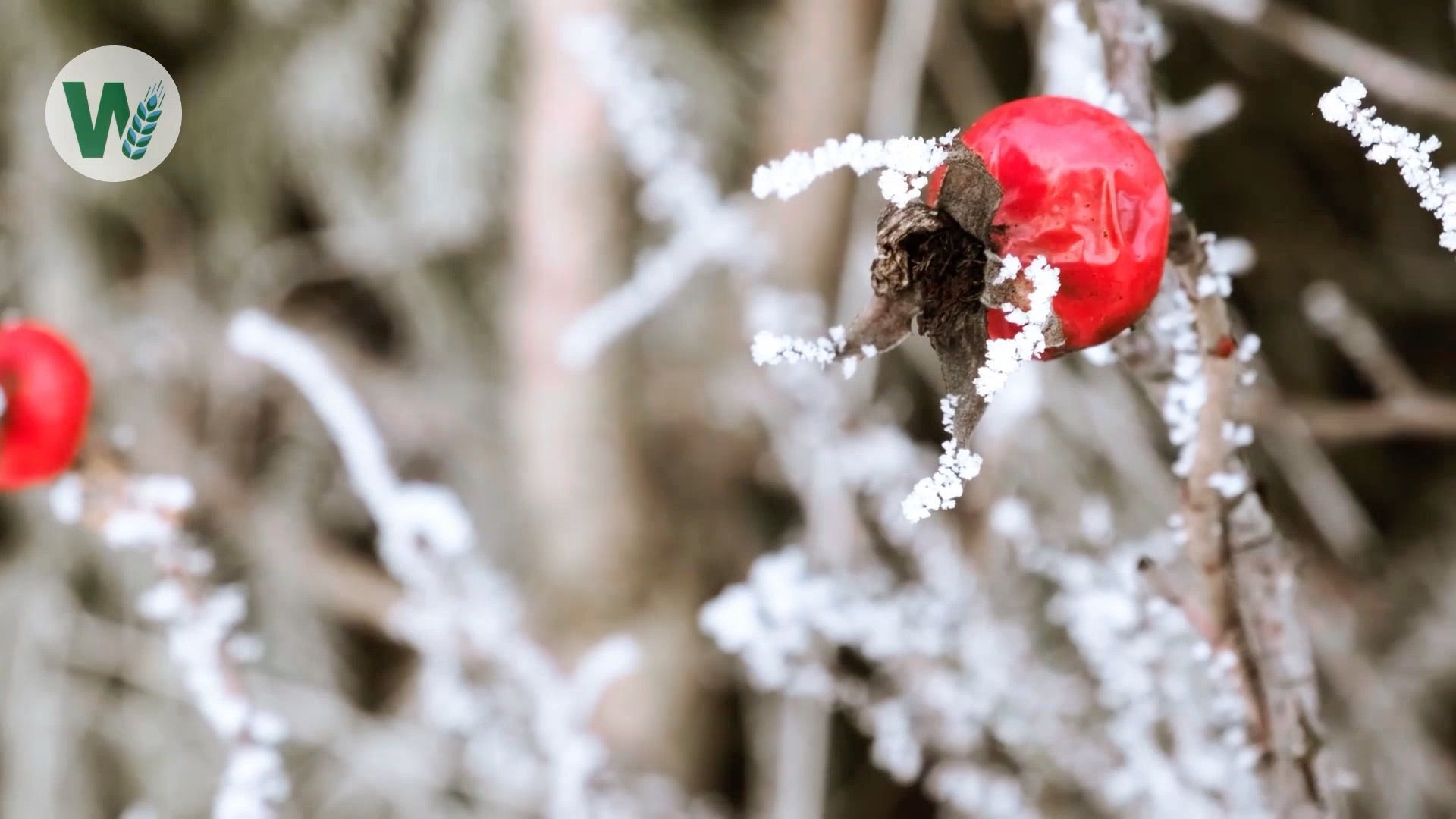 Healing Winter Herbs: Power from Nature