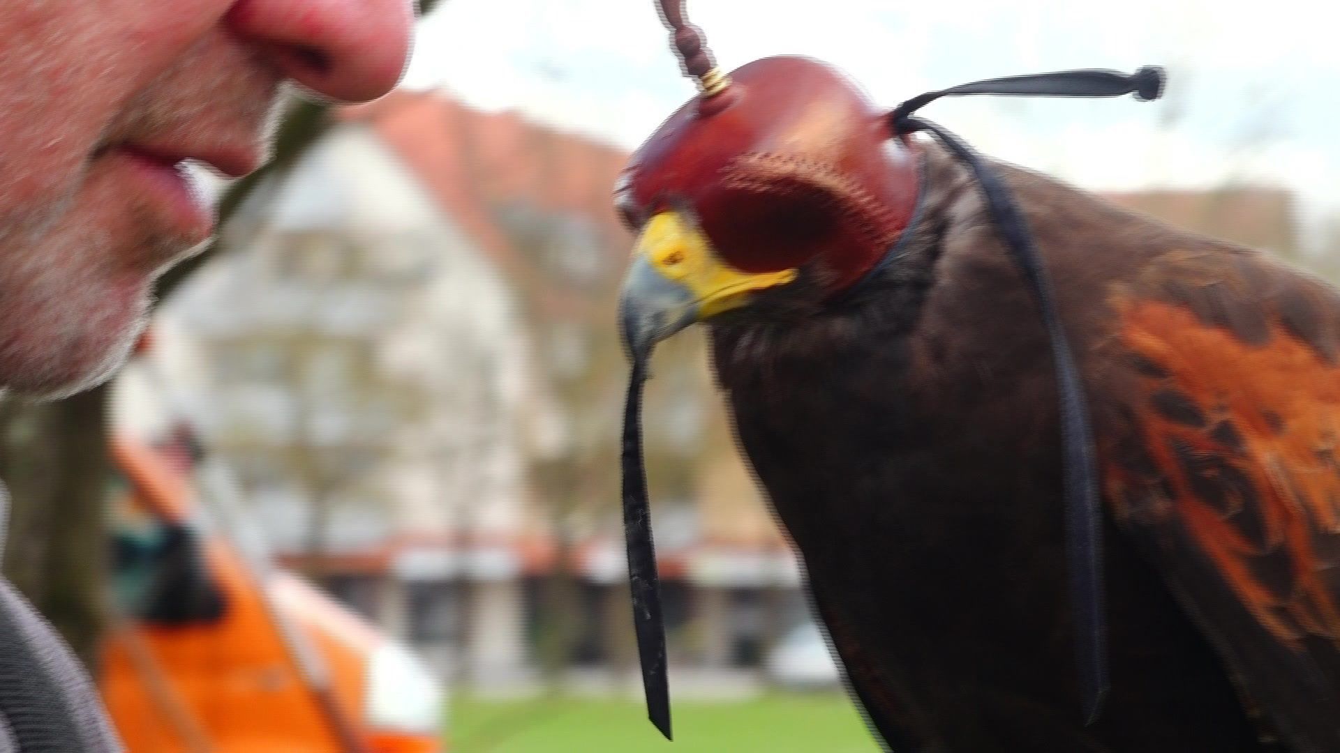 Krähenproblem - Greifvögel greifen ein