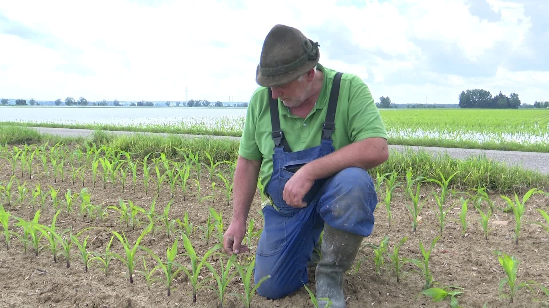 Ernte vernichtet – Landwirte von Hochwasser schwer getroffen