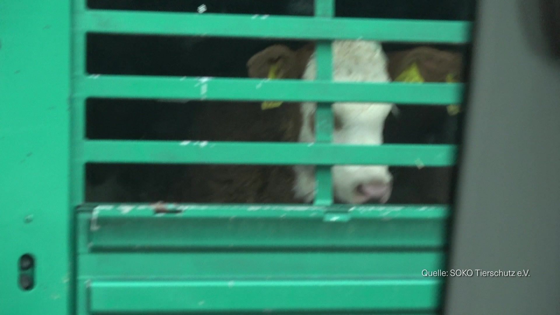 Video: Unverhältnismäßiges Leid - Tierschützer kritisieren Tiertransport aus Welden