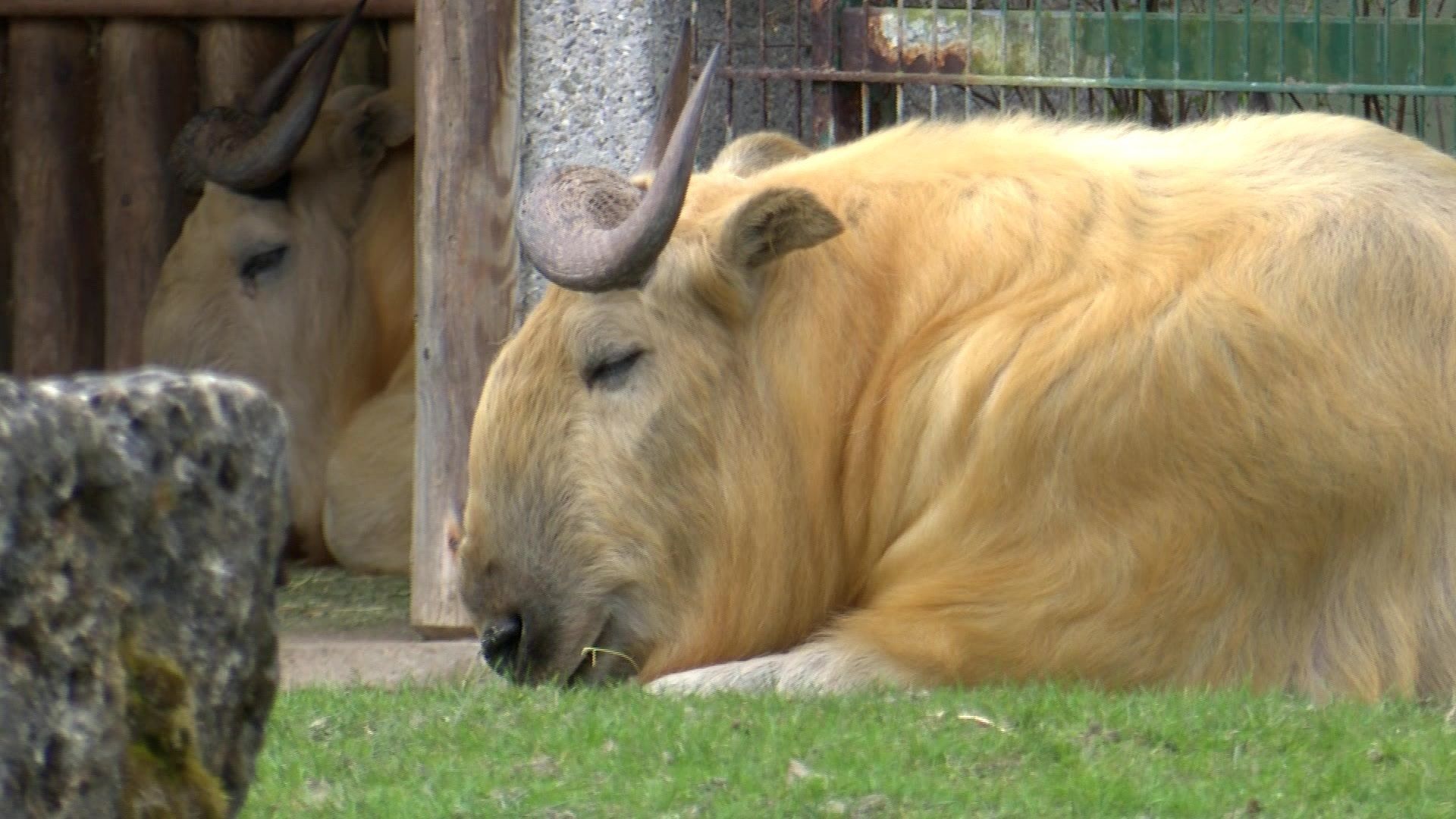 Video: Eintauchen in den Himalaya - neues im Zoo Augsburg