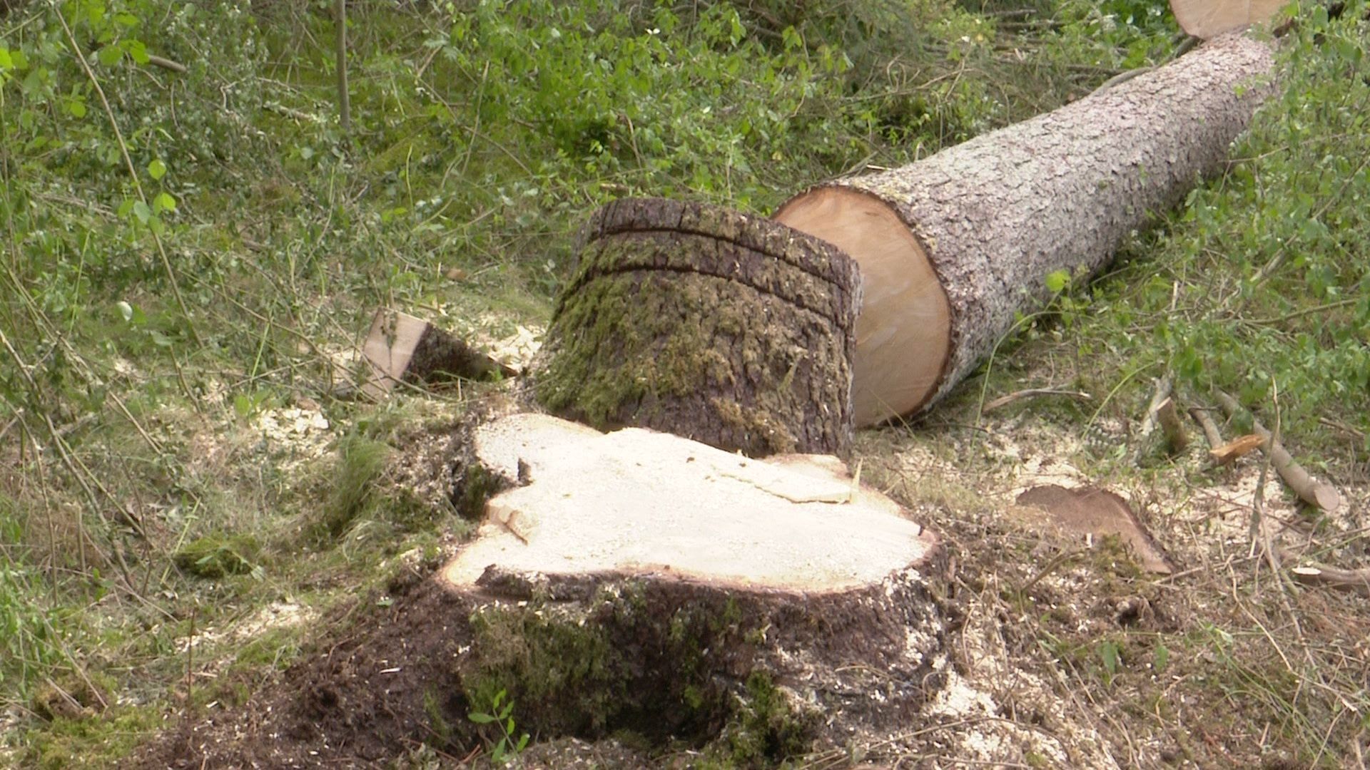 Video: Borkenkäfer im Wertachauwald – Augsburgs Fichten unter Druck