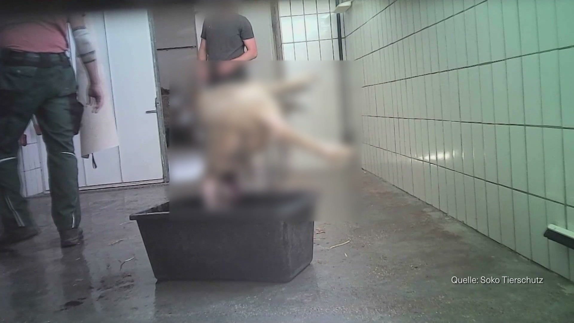 Video: a.tv kompakt: Mutmaßliche Tierschutzverstöße bei Schlachthof