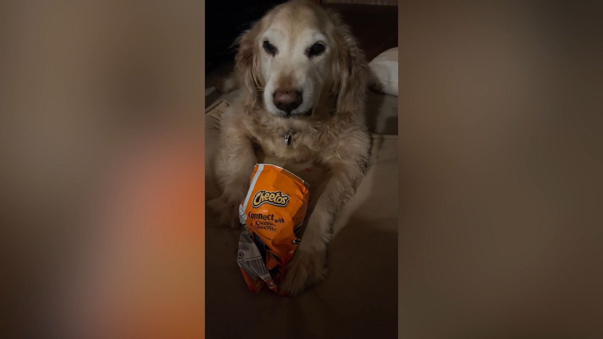 Dog vigorously defends bag of chips