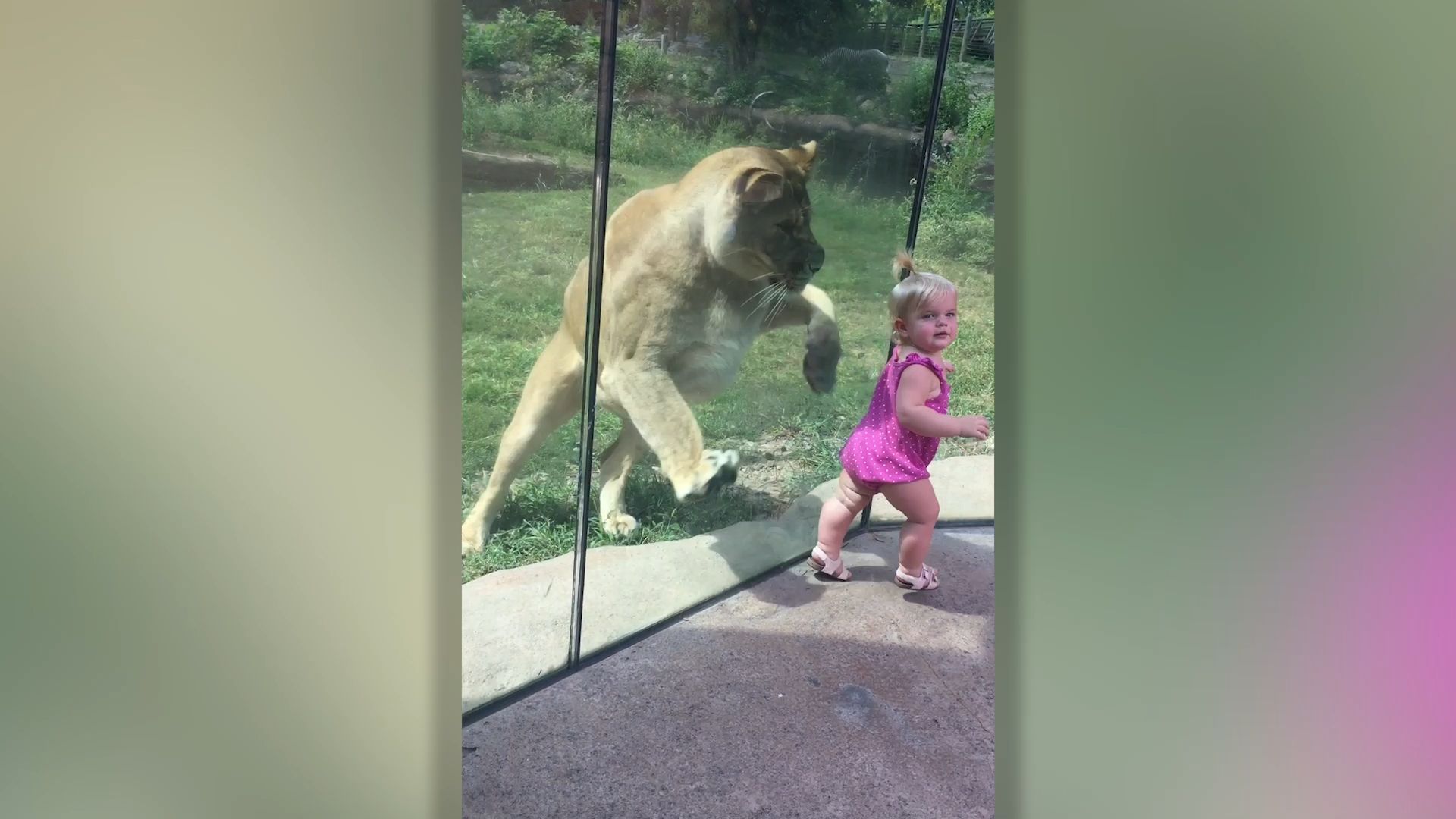Lion sneaks up on toddler at the zoo and tries to pounce on him