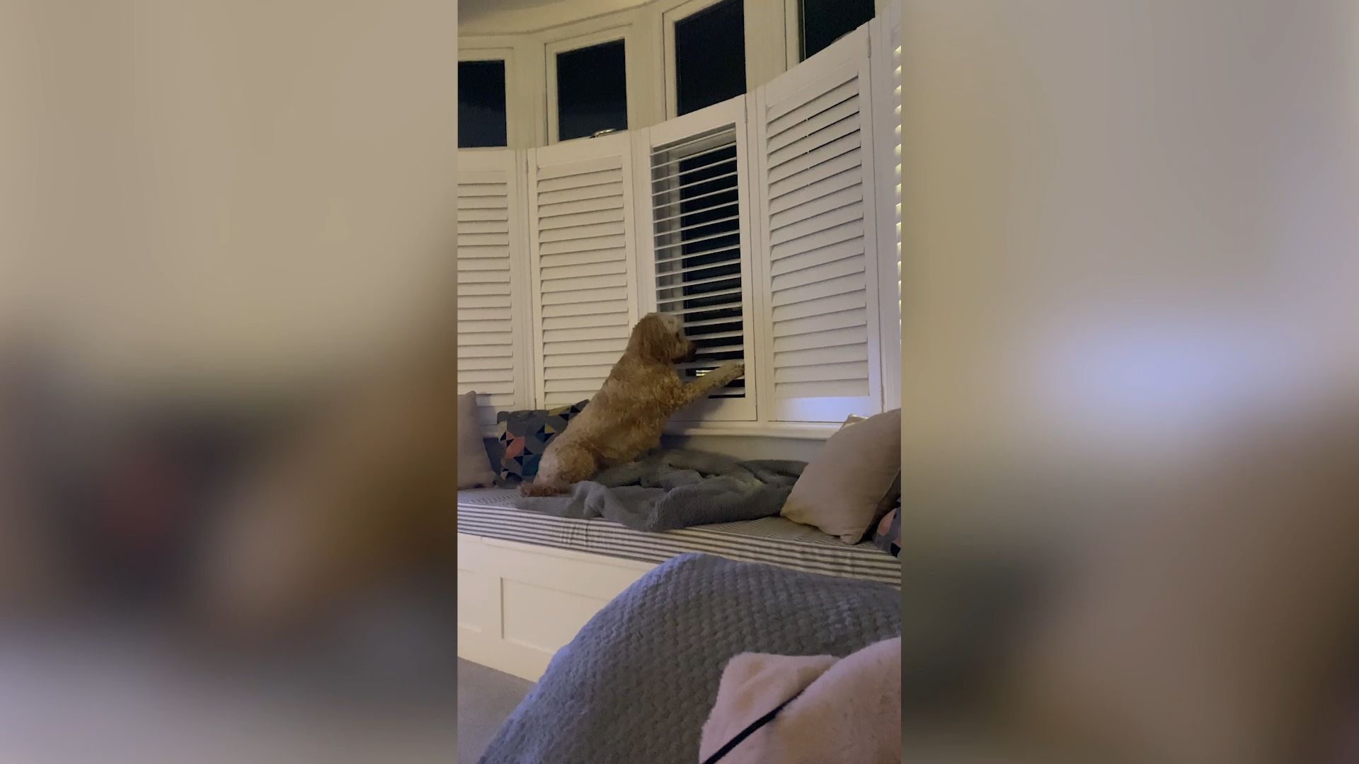 Curious dog opens blinds to watch neighbors